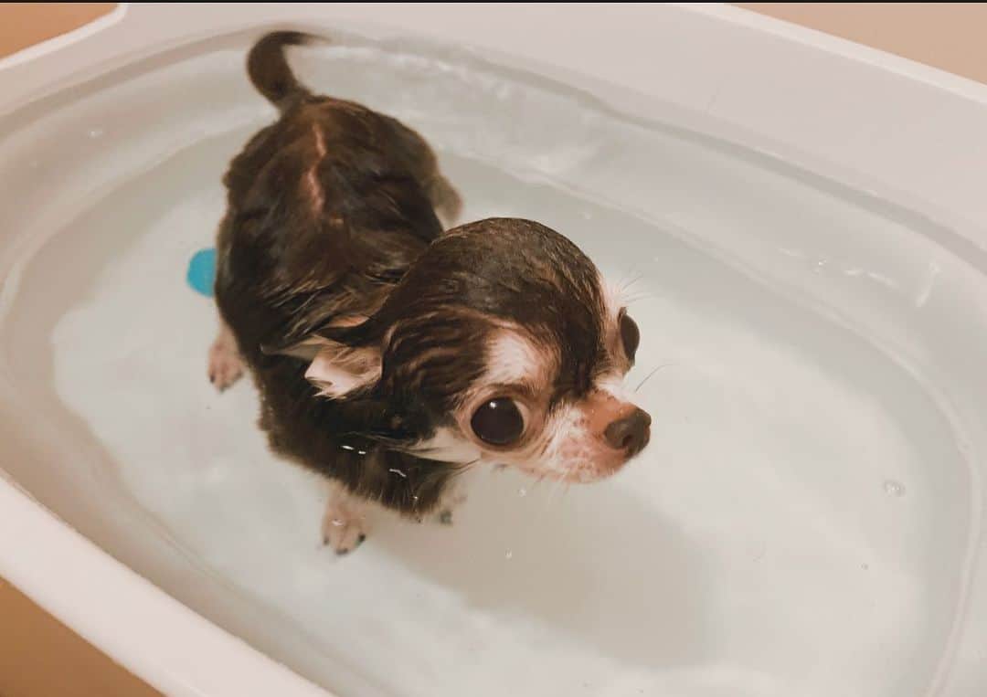 上野なつひのインスタグラム：「もはやカワウソ🐶笑  チワワが正解です🤣🤍 #チワワ #犬のいる暮らし  #犬好きな人と繋がりたい」