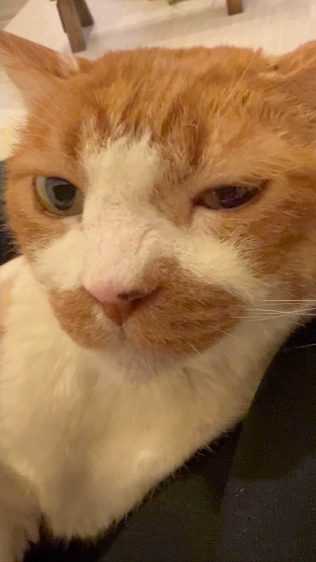 のインスタグラム：「ハナちゃん   #ハナちゃん  #保護猫  #14歳  #飼い主54歳  #ねこすたぐらむ   #ねこのいる生活   #恋人も濡れる街角」
