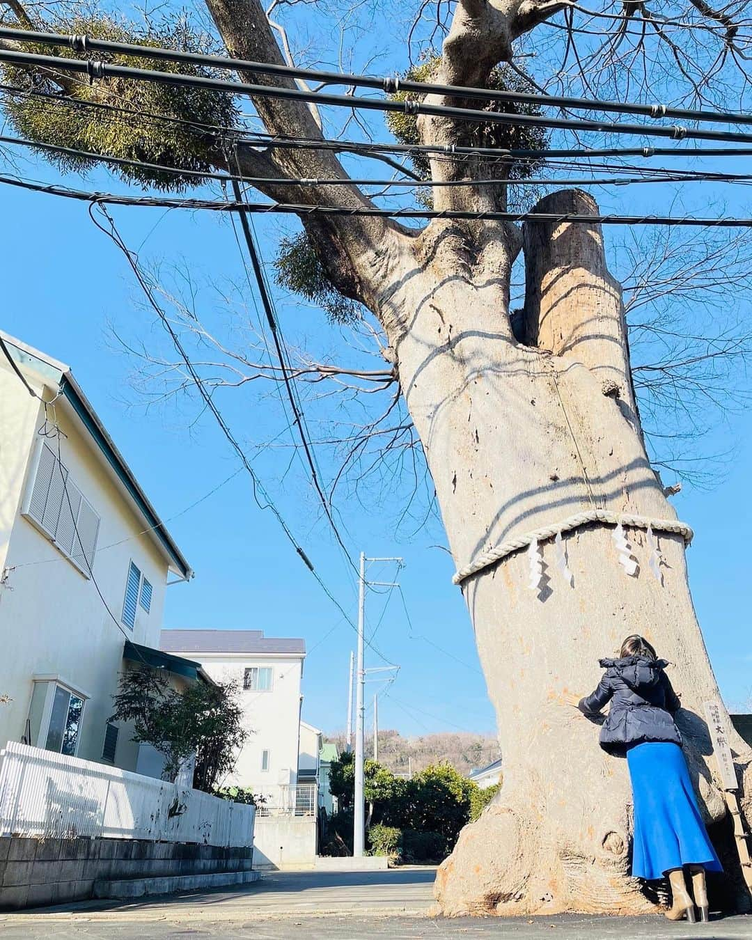 ERICAさんのインスタグラム写真 - (ERICAInstagram)「【六所神社】 ⁡ 日の出をみるために6時起きだった朝。 ⁡ 相模国の総社、六所神社までお散歩してきました。 ⁡ なんと2050年〜2100年前に創建しているというので驚き。 ⁡ ご祭神が”櫛稲田姫(くしいなだひめ(妻))”、”素盞嗚尊(すさのおのみこと(夫))”、そして”大己貴命(おおなむちのみこと(子孫))”。 ⁡ 昨年結婚式を挙げた、赤坂氷川神社のご祭神と全く同じなので、これはぜひ行かねば！と思ったのでした⛩ ⁡ 境内と境内の周りには500-600年の御神木がたくさんあり、いい気を感じる〜😌 ⁡ とても素敵な神社でした☺️ ⁡ #大磯 #大磯プリンスホテル #日の出 #小旅行 #週末 #三連休 #週末旅行 #神奈川旅行 #首都圏旅行 #近距離旅行 #散歩 #インフィニティプール #プール #温水プール #週末ホテル #サウナ #スパ #大磯プリンスホテルスパ  #SPA #大磯ロングビーチ #ジェットバス #絶景 #大磯観光 #日本 #日本観光 #朝日 #朝散歩 #六所神社 #参拝 #神社」2月13日 22時07分 - renee.erica89