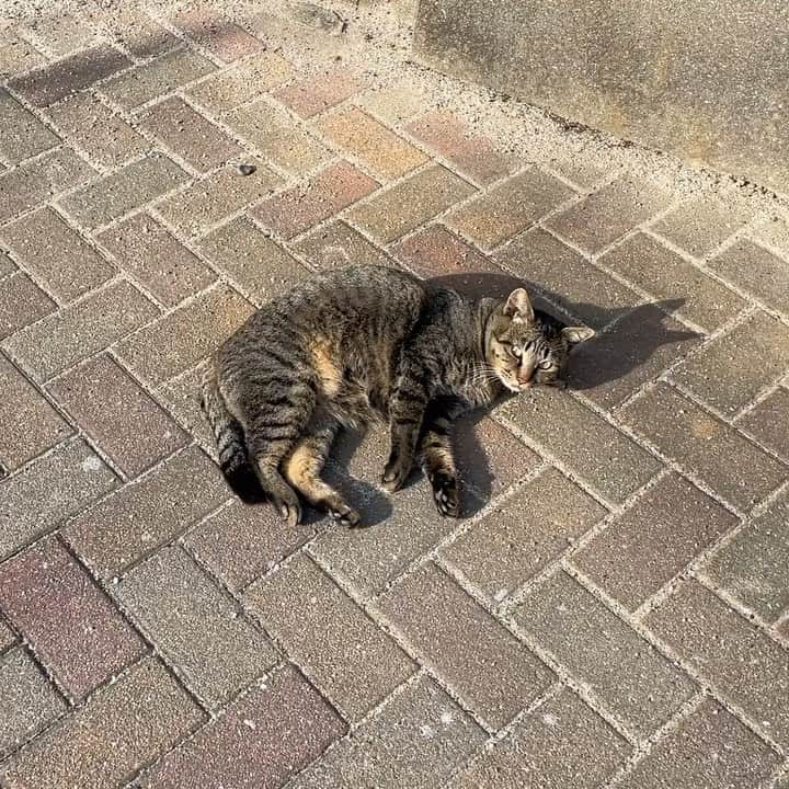 五十嵐健太のインスタグラム：「太ってないにゃよ^ ^ #キジトラ猫　#オス猫　#雑種猫　#猫　#cat」