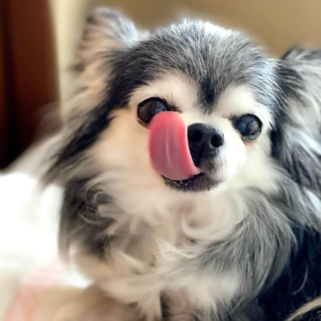 風花舞さんのインスタグラム写真 - (風花舞Instagram)「タイム👅4段活用  ↑上向き −真ん中 ↓下向き 威嚇？（全然怖くなくて残念🤣）  一度に多彩な表情を見せるタイム。 グッジョブ👍  #ちわわ#チワワ#ちわわ大好き#ちわわ親バカ部#ちわわ多頭飼い#チワワ部#チワワ多頭飼い#チワワ大好き#かわいい#癒し#家族#仲良し#幸せ#動物#チワスタグラム#animal#dog#family#chihuahua#chihuahuas#chihuahualove#chihuahualife#cute#sweet#happy#treasure#love」2月14日 10時55分 - kazahanamai_official