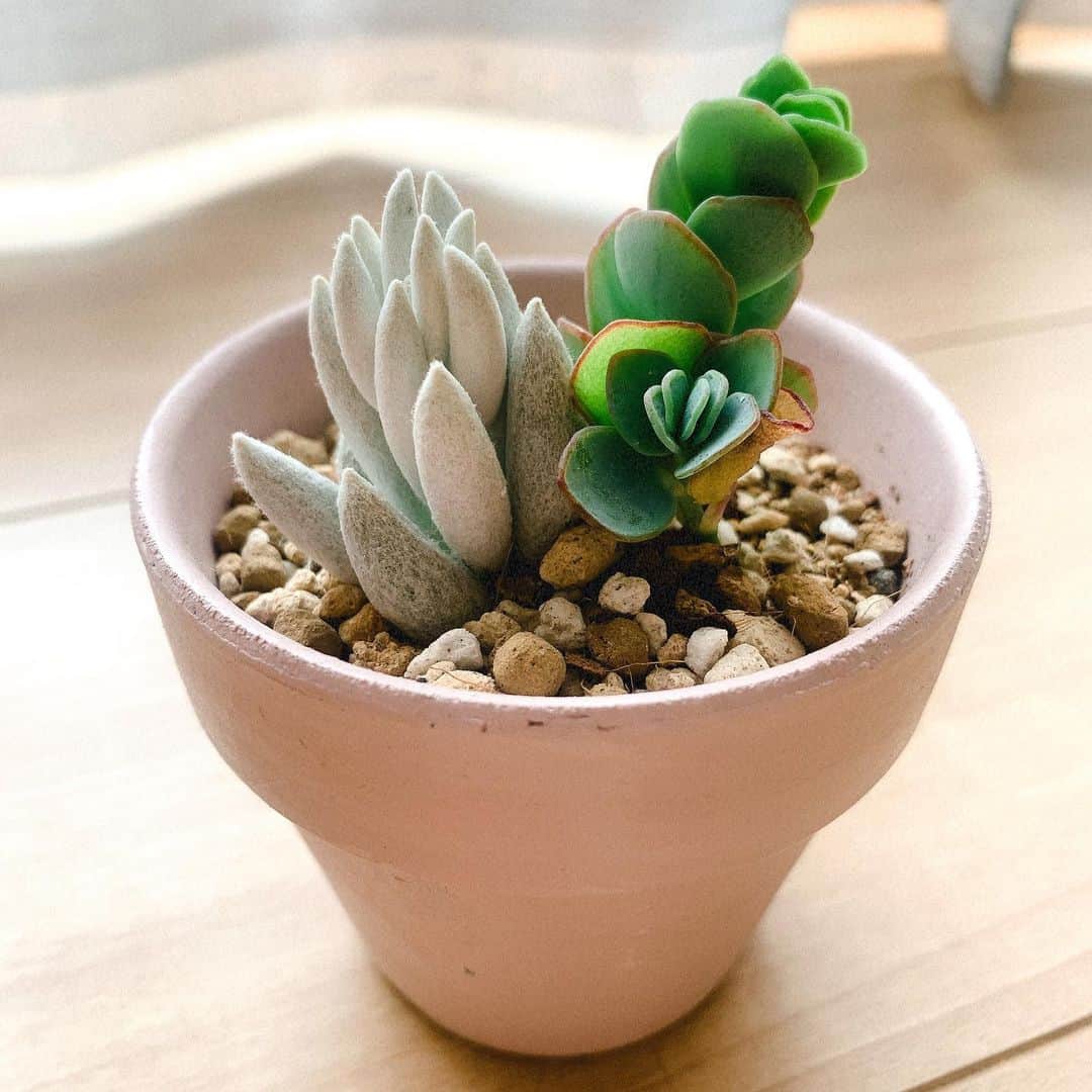 のインスタグラム：「多肉植物育て始めました」