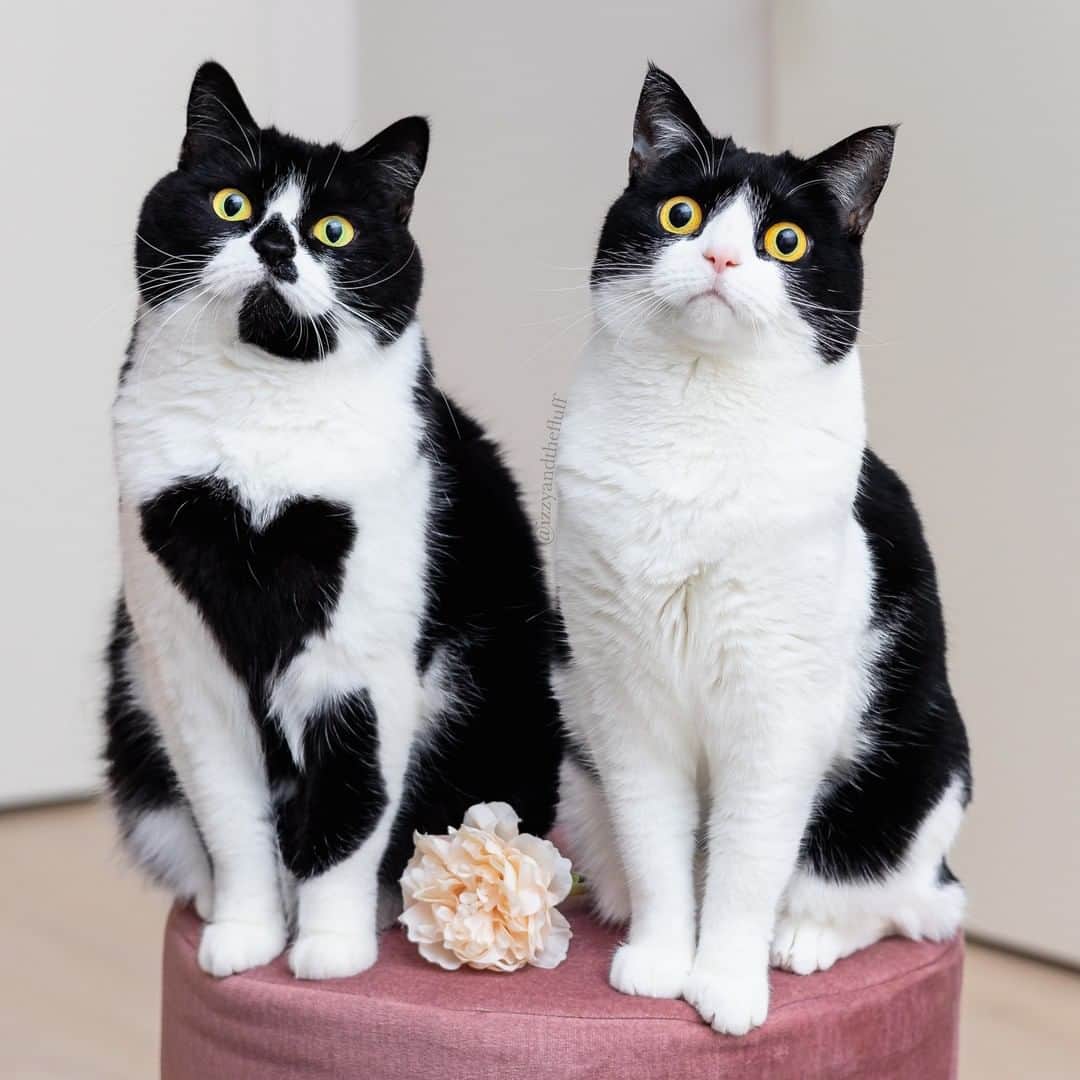 Zoe & Izzyのインスタグラム：「Happy Zoë day from both of us.❤️ . . . . . . . . . #petfluencer #cat #catsofinstagram #cats #pet #animals #sisters #bemyvalentine #instacat #猫 #heart #petsagram #heartcat #ilovecats #catlovers #weeklyfluff #canonr6 #kat #cats_of_instagram #instapets #valentinesday2022 #cutecat #katze #instakitty #valentine #purr #catgram #heartsinnature  #ilovemycat #valentijnsdag」
