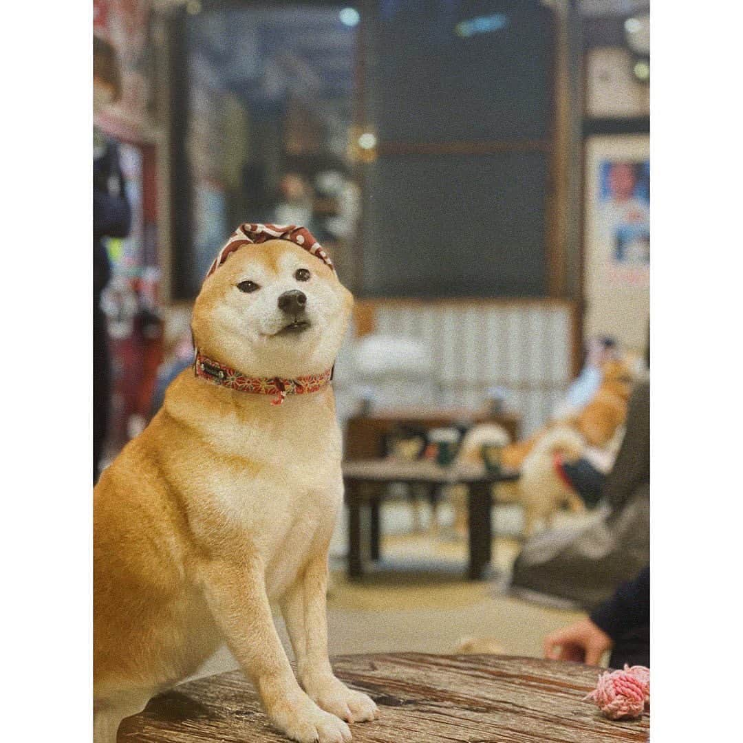 竹内美宥さんのインスタグラム写真 - (竹内美宥Instagram)「#shiba」2月14日 22時54分 - miyusanno.official