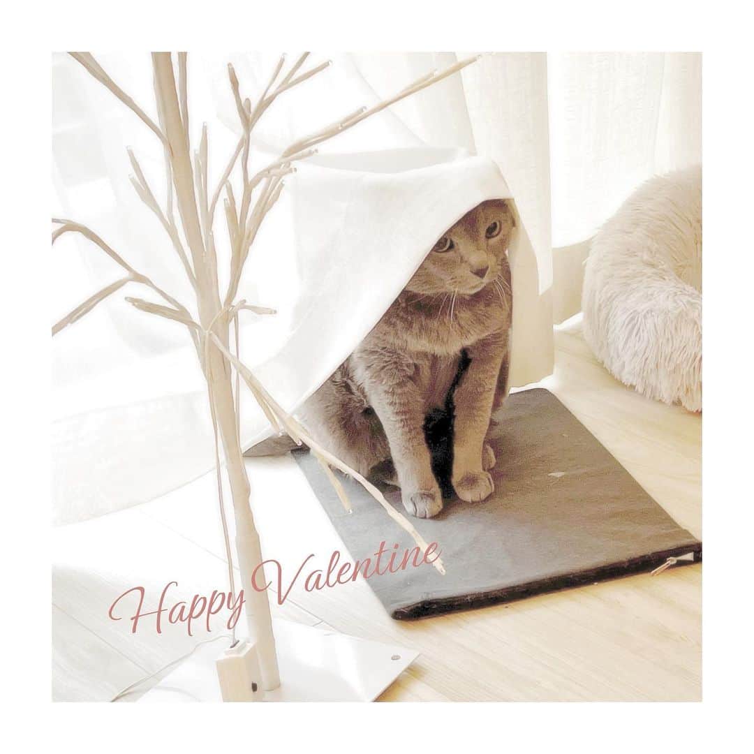のインスタグラム：「#mycat #linus 奇跡の被り物❤︎  Happy Valentine.....💋」