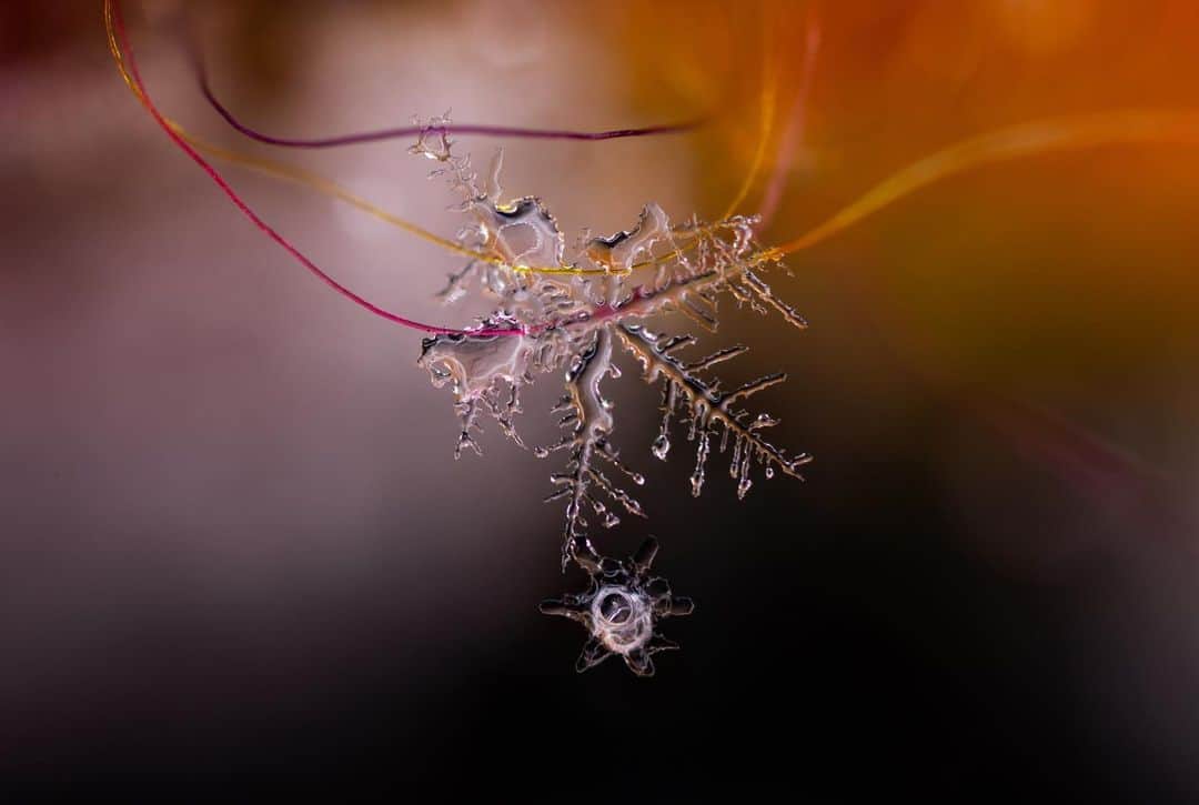 アンジー・ペインのインスタグラム：「Snowflake sampler 2, Winter 2022. The beauty of the melt. The final moments of the life of a snowflake are often my favorite. As the edges of the flake melt, its bones become visible in the rapidly-forming miniature puddle, and the microscopic bubbles trapped in the once-frozen structure mimic the intricate design of the original flake. It’s one of the many mesmerizing moments in the life of a snowflake superdork like me.  • • • • • #macro #macrophotography #snowflakes」