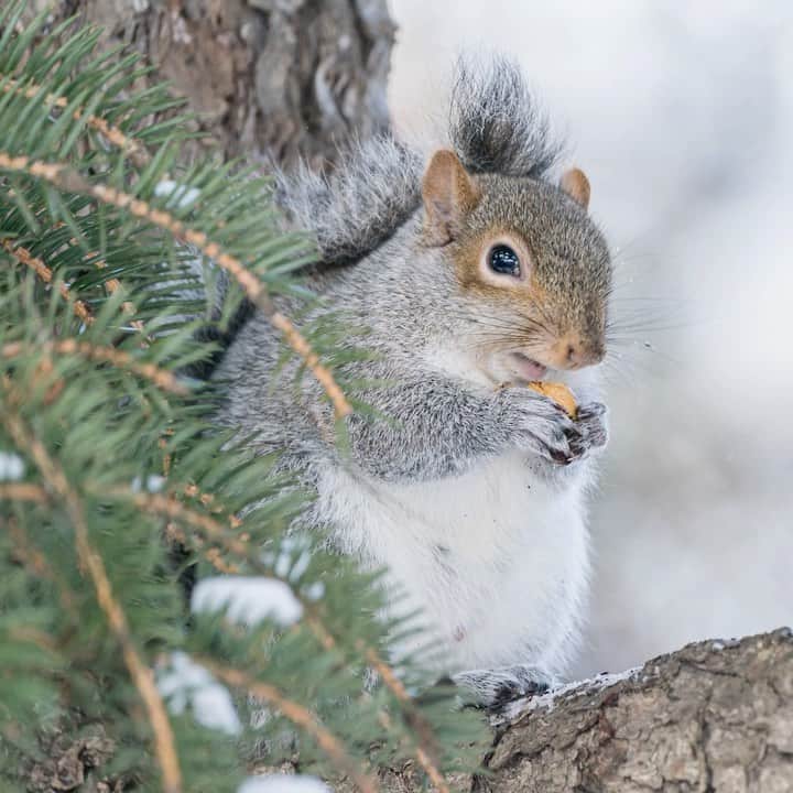 のインスタグラム：「A bit of snow hasn't gotten in the way of lunch for the Garden's squirrels. 🐿️  Winter may seem like a quiet season at the Garden, but after a good snowfall it's the perfect opportunity to see the bustle of wildlife, whether photographing birds in the bare trees, keeping an eye out for squirrels and chipmunks making their daily rounds, and even spotting the trails of footprints left by the many animals that call our 250 acres home.  #SquirrelAppreciationDay #plantlove」