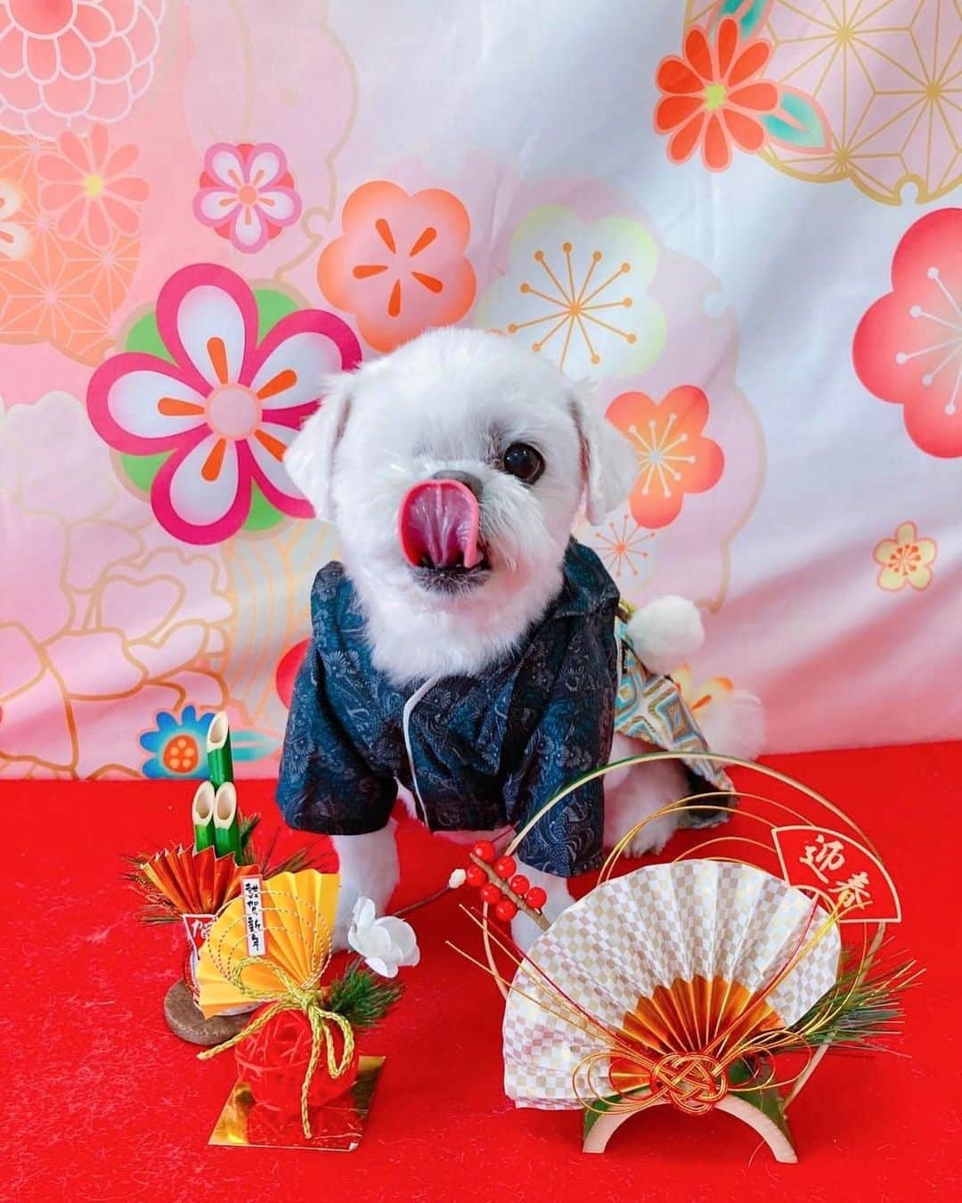 前園真聖さんのインスタグラム写真 - (前園真聖Instagram)「トリミングの後にいつも撮っていただける😊 #アンジェロ #ミックス犬」1月22日 11時26分 - maezono_masakiyo