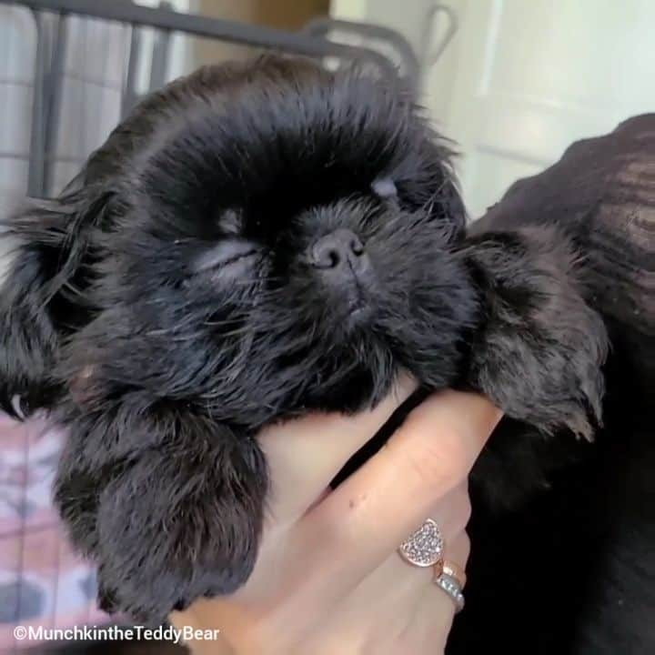 Original Teddy Bear Dogのインスタグラム：「🍫🖤 I've been home long enough for a #fbf, this is the first time I met mom and fell asleep in her hand, 6 weeks old 🥰🐶🐾」