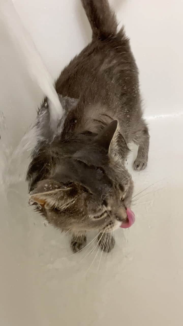 のインスタグラム：「💦 Rub-a-dub-dub, one cat in the tub! 💦  Meet Winnie (@showeringkitty), a 5-year-old rescue tabby who goes with the flow. “Winnie loves to go into the tub and under the faucet or showerhead,” says her human Enza. “She does this first thing in the morning and calls for me to come and turn on the water, often while I’m still in bed.” 😂  Video by @showeringkitty」