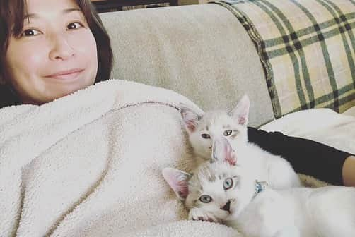 小野真弓さんのインスタグラム写真 - (小野真弓Instagram)「おはようございます☺️ ハルくんです🐾 ぼくのお友達に教えてもらった竹藪🐶✨  お気に入りスポットが〜 テレビに出まちたよ😆🎋 おかーさんも。ハナ姉ちゃんも。アオナナも。ちりんちゃんも。ついでに映してもらいまちた📺😏 ぼくのおかげです。ばーたーってやつです。  ギャラは、モッツァレラチーズと豚しゃぶ山盛りをお願いしまちた😆✨ ケチなおかーさんは、 小指の爪の先くらいしか、 くれましぇん。🍖🧀 せちがらい世の中です。  めげずに今日も、 おねだりしてみます😤✨  皆様も今日も、 朝ごはんをしっかり食べて🍚 良い一日をおすごしください🐾😷^_^  #チワマル#ハルくん#散歩命犬 #チワワ#ハナちゃん#スリング命犬 #雑種猫兄妹#アオくん#ナナちゃん #お泊まりにゃんこ#ちりんちゃん #犬と猫のいる暮らし#犬猫日記#朝日記#ハルくんの独り言#お散歩スポット#竹藪#雑種猫の魅力#兄妹猫の魅力 #最後の2枚は去年の5月#アオナナ子猫時代#大きくなったにゃ  🙋‍♀️ ハルくんはアレルギー持ちなのです。 牛さんも鳥さんも大豆さんも〜その他いろいろと、、 食べたら大変な事件になるのです😂 チーズと豚しゃぶは、、 ちょびーっとだけならね☺️ ハルくんのおかげでテレビに出られたよ。ありがとう😂」1月22日 7時19分 - hanaharuaroi