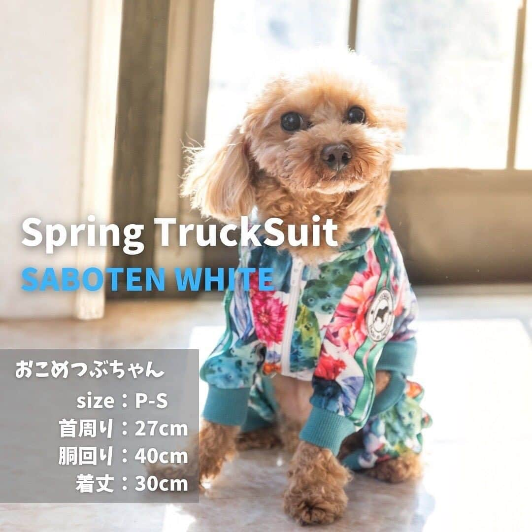 北斗晶さんのインスタグラム写真 - (北斗晶Instagram)「・ ／ Spring Collection 🌸🐶 SABOTEN WHITE ＼  corazónは大型犬まで幅広くお作りいたします！  詳しくはホームページのサイズ表をご確認ください。  ---------------------  気になったら【保存】ボタンを押して下さい🌟  ▼価格 体操着：¥5,478〜 秋冬トラックスーツ：¥7,678〜 ※サイズによって異なります  ▼ECサイトはプロフィールからアクセス😋 @corazon_hokuto   ▼サイズ 小型犬〜大型まで国内最大級51サイズをご用意しています  #corazón #コラソン #ペット服 #犬 #いぬすたぐらむ  #いぬのいる暮らし  #トラックスーツ #ジャージ #アパレル #ペット #愛犬 #dog #北斗晶 #チワワ #プードル #ダックスフンド #ブルドッグ #フレブル」1月22日 12時01分 - hokutoakira_official