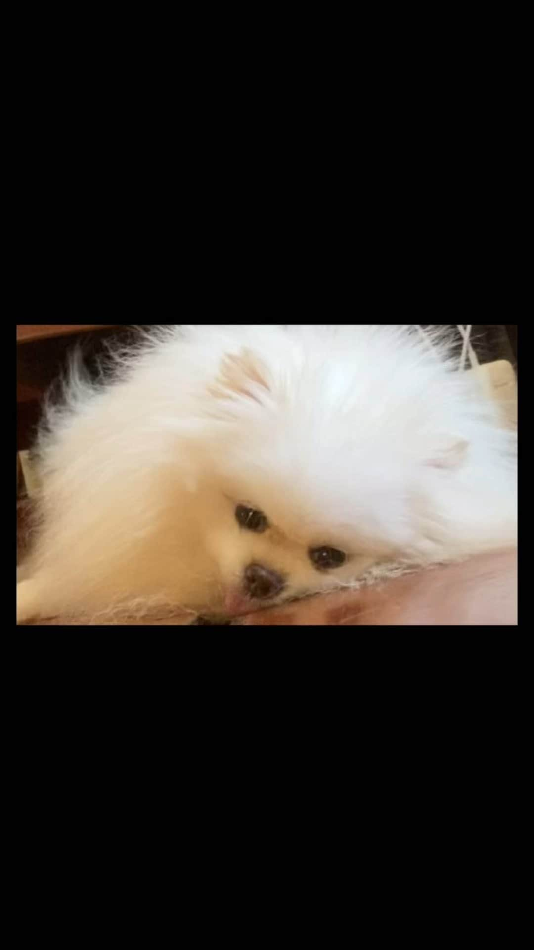 JEWELのインスタグラム：「my first reel!🐾💤😴」