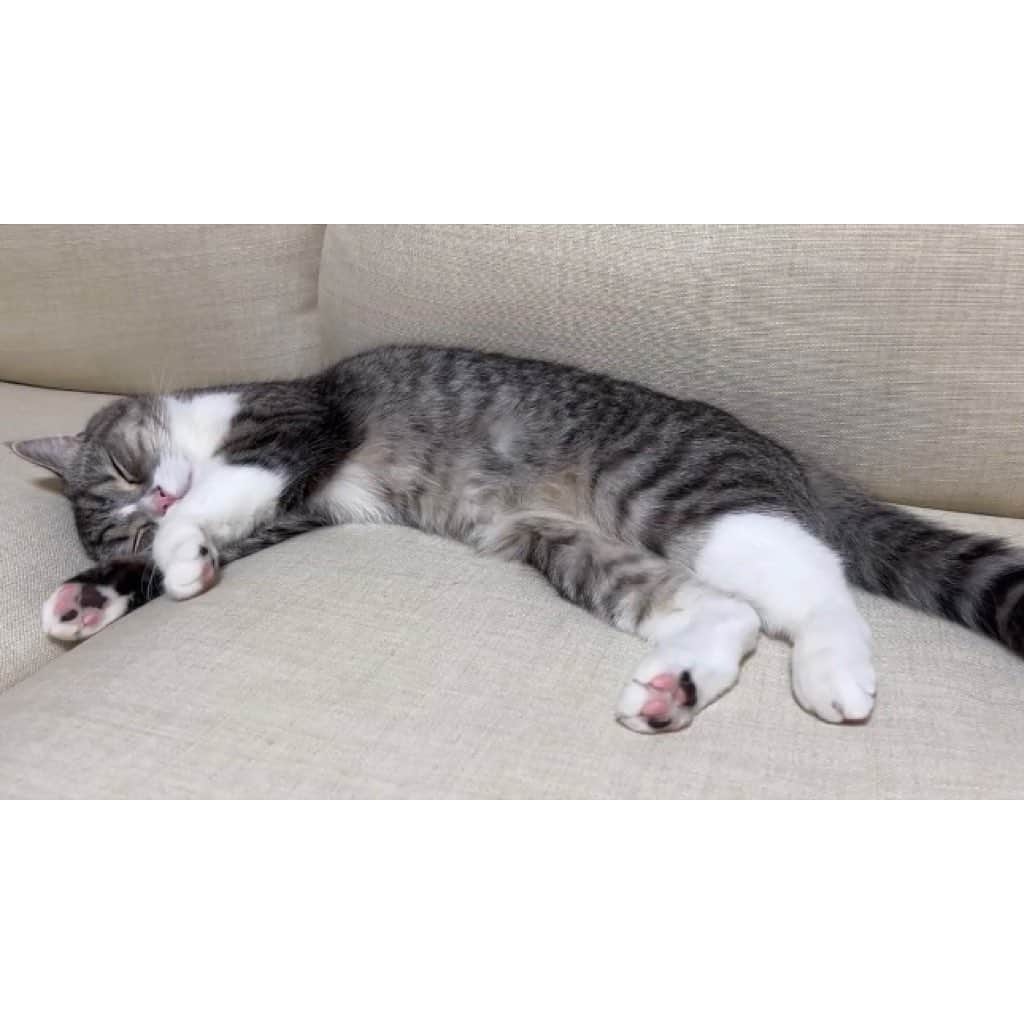 もちまるさんのインスタグラム写真 - (もちまるInstagram)「遊び疲れて寝落ちしちゃった猫」1月22日 18時02分 - catmotimaru