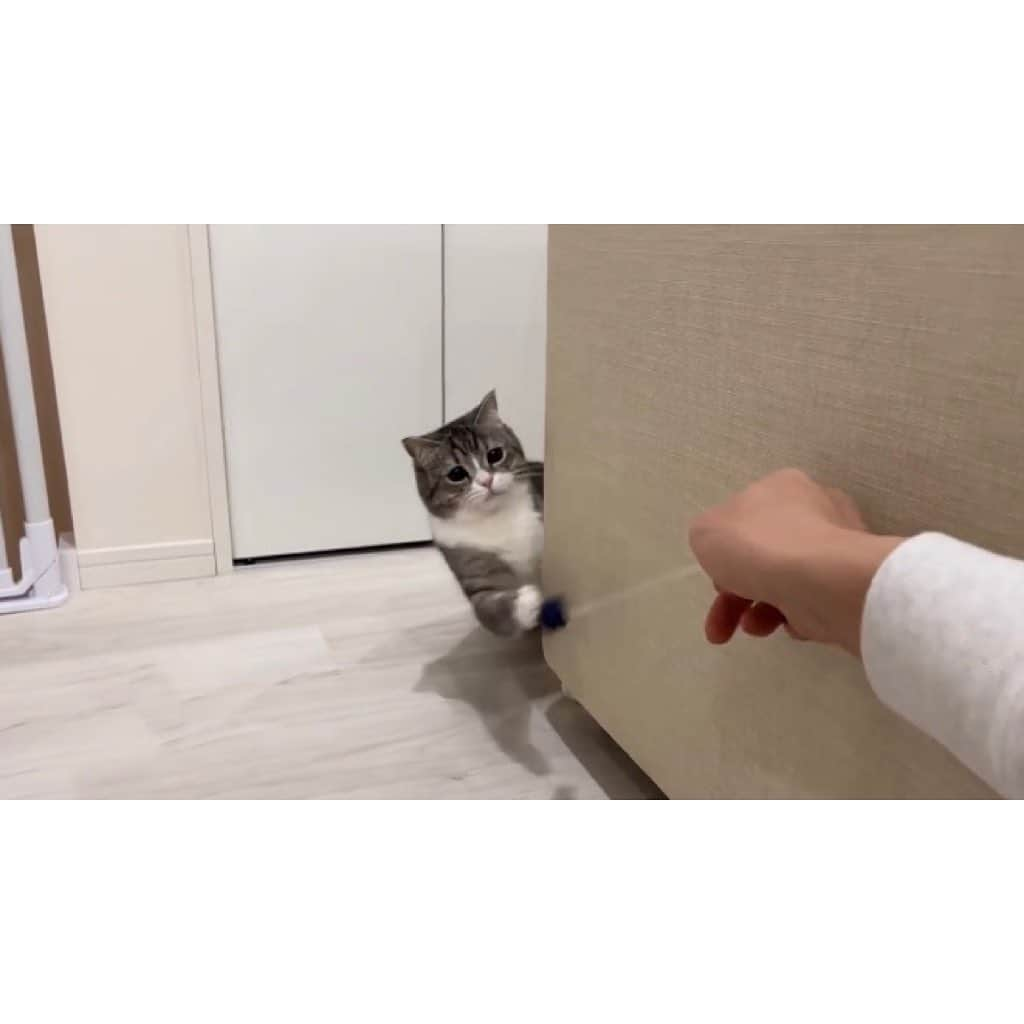 もちまるさんのインスタグラム写真 - (もちまるInstagram)「遊び疲れて寝落ちしちゃった猫」1月22日 18時02分 - catmotimaru