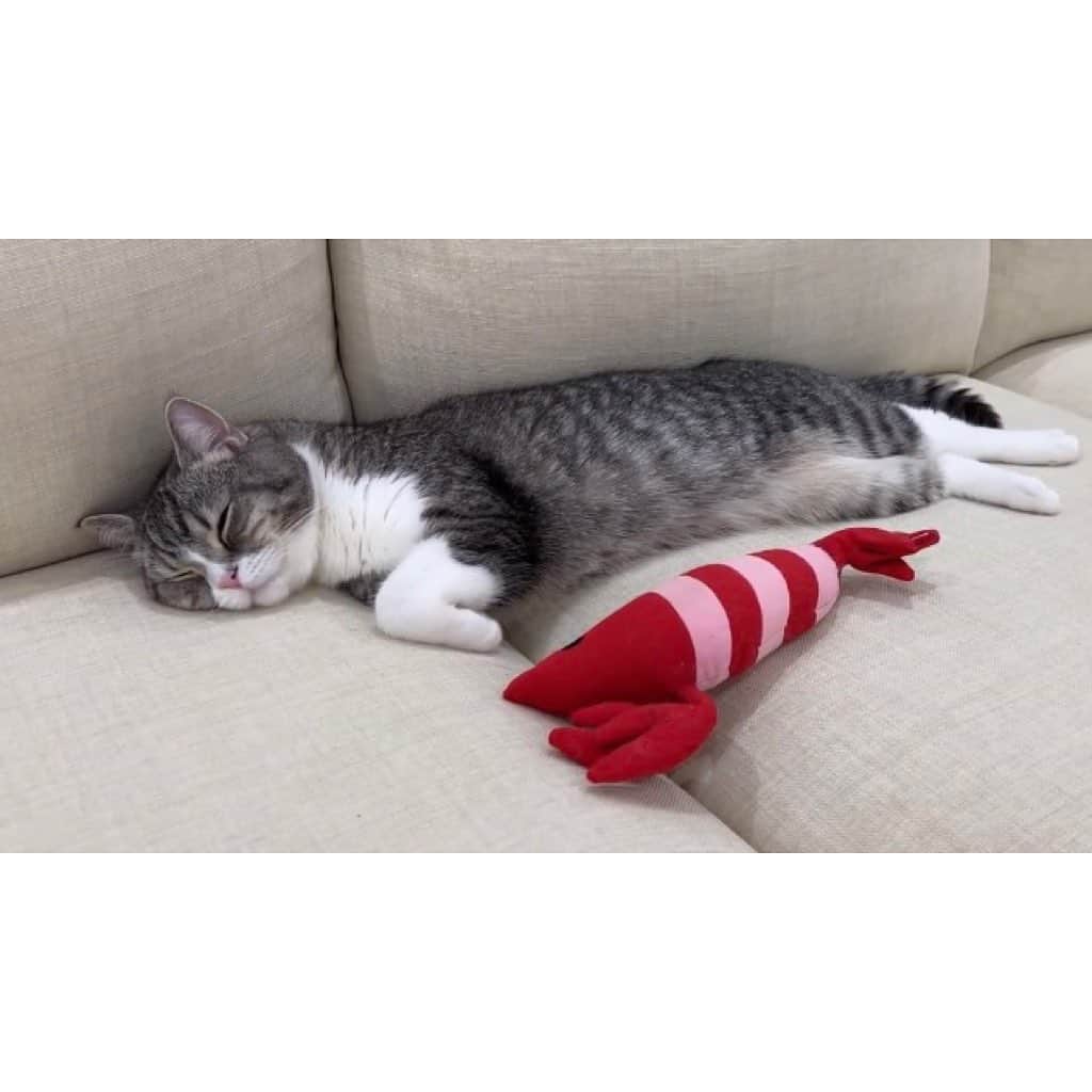 もちまるさんのインスタグラム写真 - (もちまるInstagram)「遊び疲れて寝落ちしちゃった猫」1月22日 18時02分 - catmotimaru
