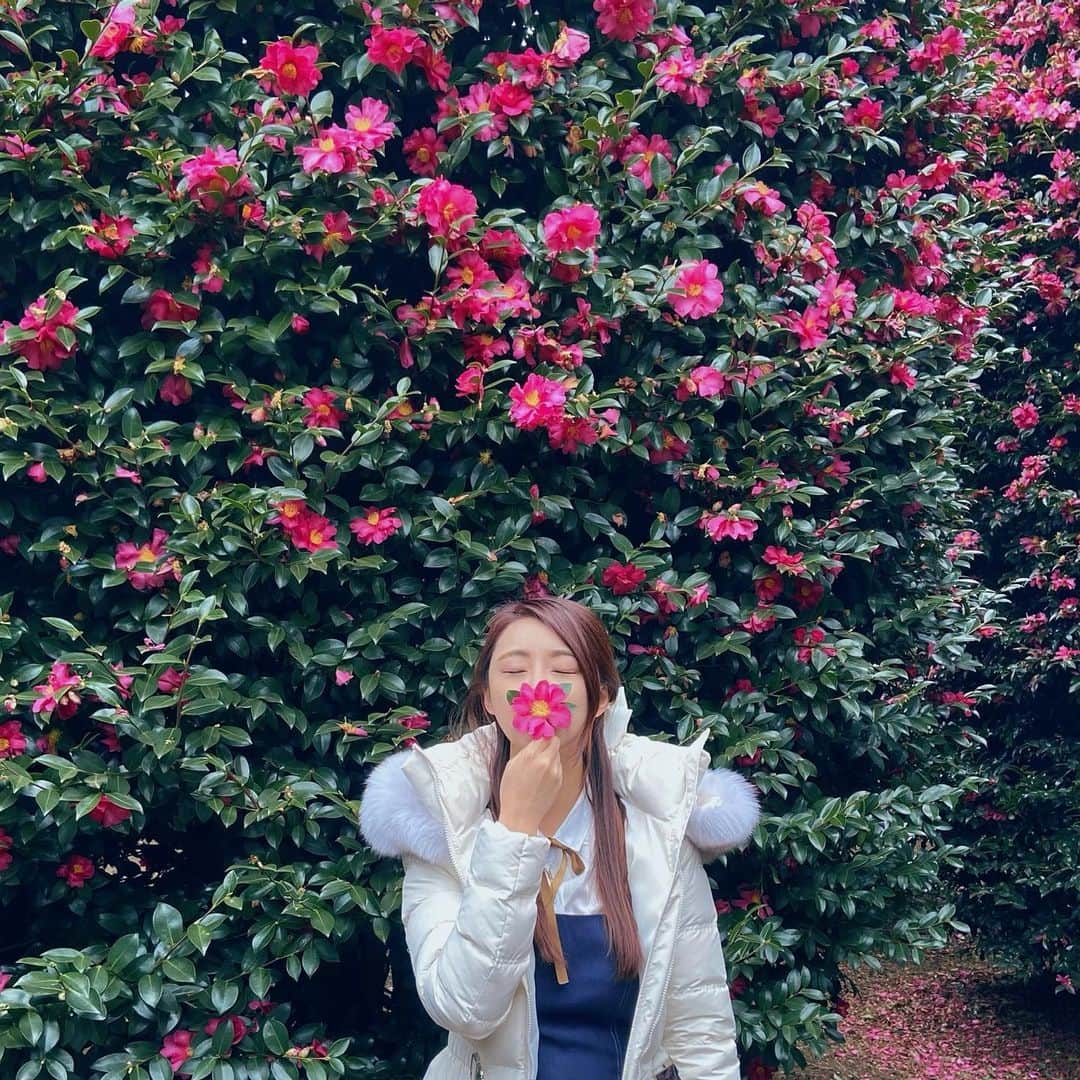 のインスタグラム：「돔박꽃이 활짝 피엇수다🌺」