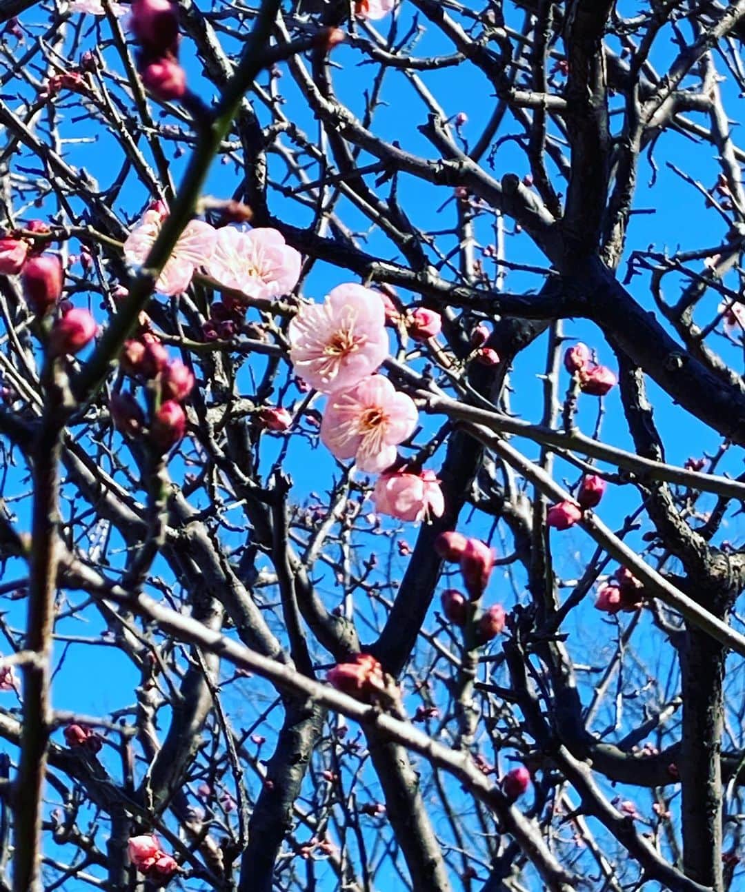 前野えまさんのインスタグラム写真 - (前野えまInstagram)「公園の花🌸 ・ ・ #公園 #花 #梅 #公園フォト #朝の風景 #花の写真  #春はもうすぐ   #flowers #ume #flowerstagram #flowerphotography #park #parkphotography #springsoon」1月23日 7時54分 - maeno_ema