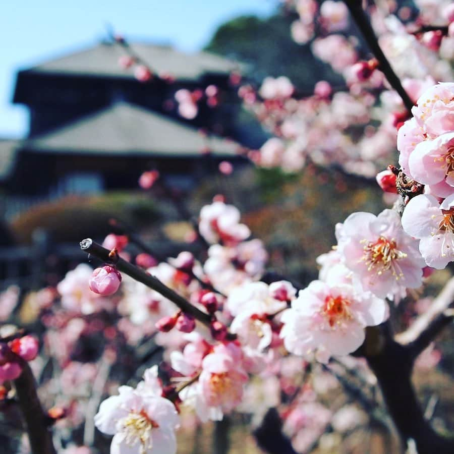 鈴華ゆう子さんのインスタグラム写真 - (鈴華ゆう子Instagram)「偕楽園の中にある好文亭。江戸時代の大名徳川斉昭が自らが設計したと言われる、木造2層3階建ての本体と木造平屋建ての奥御殿からなる木造建築物。 ここで、養老や詩歌の宴を催しました。 3階まで上がると、梅園と桜山と千波湖の絶景が広がります。  3/6は華風月のライブを水戸でやります！チケ発売開始。今回は昼と夜の公演があって内容が全く違います。 水戸の梅まつり開催中で、チケットの半券持って行くといい事があるサービスも色々企画してます。特設サイトが立ち上がったので、詳細は、ホームページをみてねー！ https://hanafugetsu.com/information/3306/ #華風月 #神永大輔 #いぶくろ聖志 #鈴華ゆう子 #偕楽園 #好文亭 #梅まつり #和楽器バンド #hanafugetsu #水戸市 #水戸 #徳川斉昭  #徳川景山」1月23日 12時32分 - yuko.suzuhana