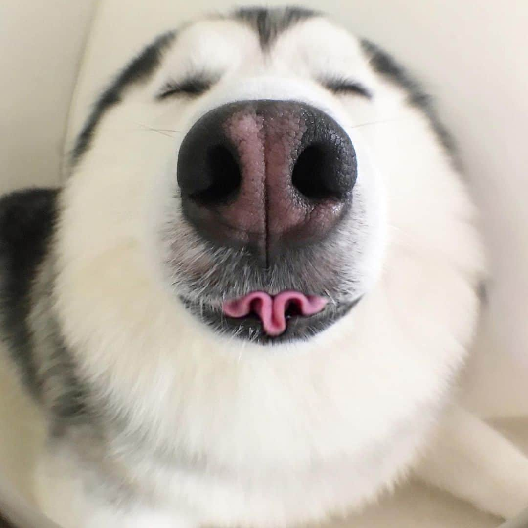 MARUのインスタグラム：「Job Interviewer: So, tell me what special skill you have? Me: 🦭😝 • • • #husky #weeklyfluff  #9gag  #9gagcute  #barked  #animalonplanet  #pawsup  #babyanimals  #siberianhusky  #huskies  #thedodo  #fluffydog  #seal  #fluffyhusky  #cutedog  #instahusky  #9gagnoticeme  #happydog  #maru  #오늘의강아지 #animalsco  #woolyhusky  #bigdog」