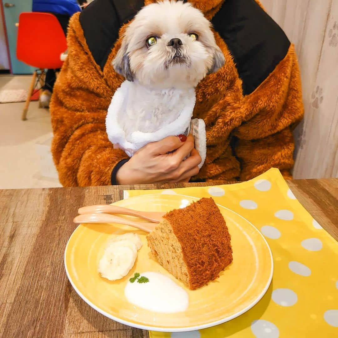 Bungo's photographyのインスタグラム：「* ぐり「し、しふぉん…？…ぴきーん✨」（瞳らんらん） * Guri enjoyed babana & soybean chiffon cake at the dog café 🐾🥧 * 雨の昼下がりにドッグカフェBUHIGON(@dogcafe_buhigon)さんへ😊 * 今回は、手作りのわんこ用きなこバナナシフォンケーキもぐもぐ🎉 * 看板犬ごんたくんとしんべえくんはお昼寝中💤 * わんこメニュー制覇の道が、始まりを告げた…のかもしれません😃💕 *  #ぐりすた #dogcafebuhigon #ドッグカフェぶひごん #ドッグカフェブヒゴン #シーズー #shihtzu #西施犬 #獅子狗 #狮子狗 #시추 #shihtzuclub #shihtzugram #shihtzulove #shihtzulover #shihtzunation #shihtzusgram #shihtzuslife #shihtzusofig #shihtzuswag #いぬばか部 #シーズー犬 #シーズー大好き #シーズー大好き部 #シーズー部 #ふわもこ部 #犬のいる暮らし #犬バカ部 #犬ら部 #鼻ぺちゃ犬 #鼻ぺちゃ部」