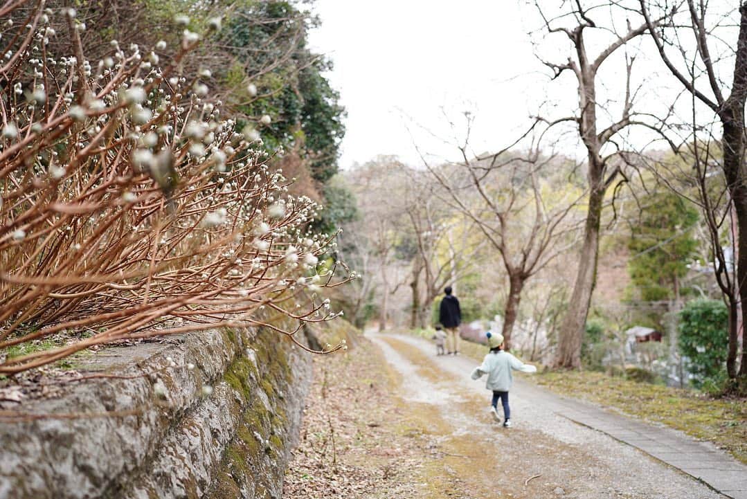 前田有紀さんのインスタグラム写真 - (前田有紀Instagram)「久しぶりの建長寺散歩。毎年ミツマタの花が綺麗なところがあって、今年も咲き始めてた。季節ごとに出会える花があって、当たり前みたいに季節ごとに巡っていくのって本当は奇跡みたいなこと。  奥の回春院の前の大覚池はスケートできそうなくらいカチコチに凍ってた⛄️  #鎌倉暮らし　#鎌倉さんぽ #建長寺」1月23日 17時31分 - yukimaeda0117