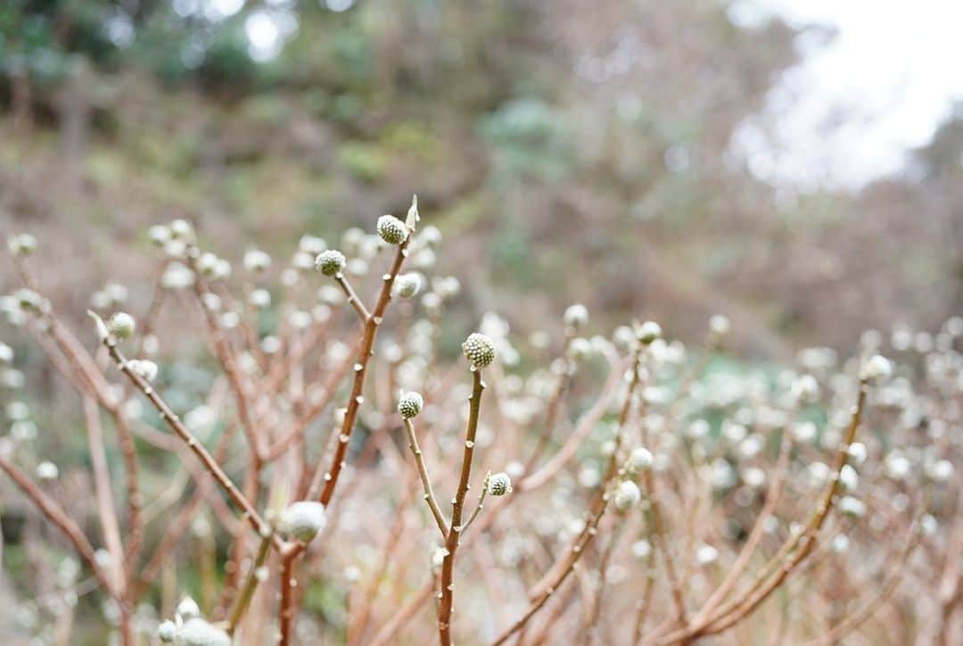 前田有紀さんのインスタグラム写真 - (前田有紀Instagram)「久しぶりの建長寺散歩。毎年ミツマタの花が綺麗なところがあって、今年も咲き始めてた。季節ごとに出会える花があって、当たり前みたいに季節ごとに巡っていくのって本当は奇跡みたいなこと。  奥の回春院の前の大覚池はスケートできそうなくらいカチコチに凍ってた⛄️  #鎌倉暮らし　#鎌倉さんぽ #建長寺」1月23日 17時31分 - yukimaeda0117