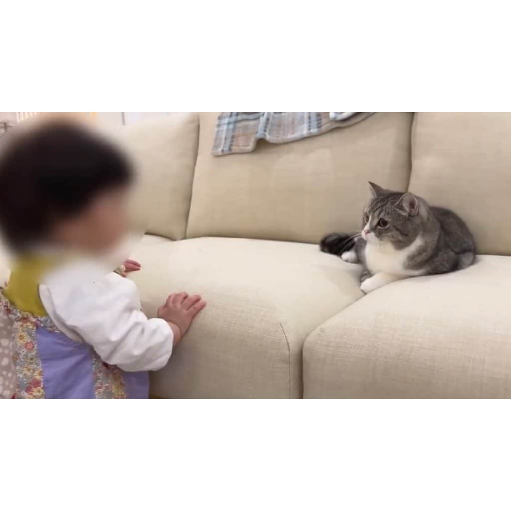 もちまるさんのインスタグラム写真 - (もちまるInstagram)「生まれて初めて子供と対面した猫」1月23日 18時01分 - catmotimaru