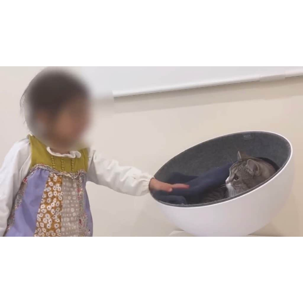 もちまるさんのインスタグラム写真 - (もちまるInstagram)「生まれて初めて子供と対面した猫」1月23日 18時01分 - catmotimaru