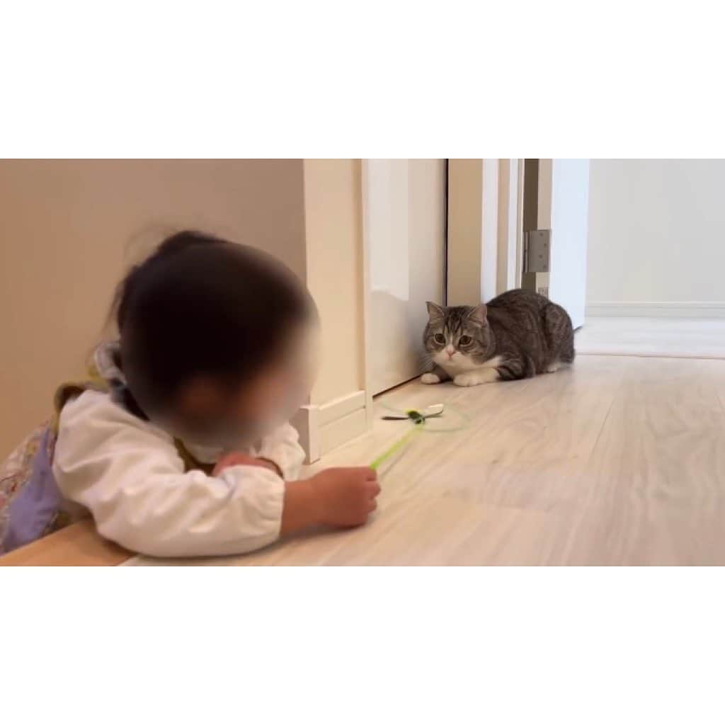 もちまるさんのインスタグラム写真 - (もちまるInstagram)「生まれて初めて子供と対面した猫」1月23日 18時01分 - catmotimaru