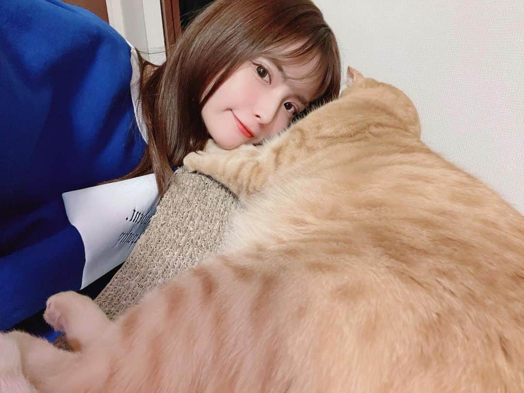 木下ひなこさんのインスタグラム写真 - (木下ひなこInstagram)「毎日癒しをありがとう🐅🧡  #猫#猫のいる暮らし#ねこすたぐらむ#保護猫#保護猫と暮らす#ねこ#cat#catstagram」1月23日 21時15分 - hinako_0525