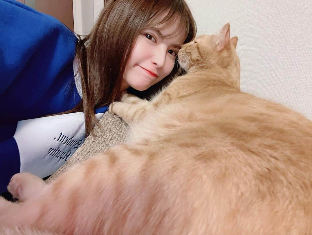 木下ひなこさんのインスタグラム写真 - (木下ひなこInstagram)「毎日癒しをありがとう🐅🧡  #猫#猫のいる暮らし#ねこすたぐらむ#保護猫#保護猫と暮らす#ねこ#cat#catstagram」1月23日 21時15分 - hinako_0525