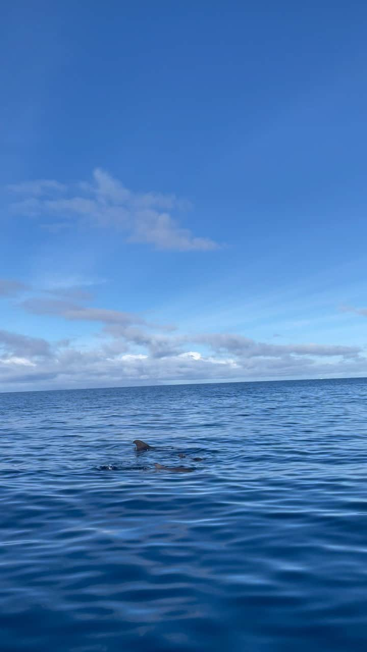 カティンカ・ホッスーのインスタグラム：「🐳 🐳 🐳」