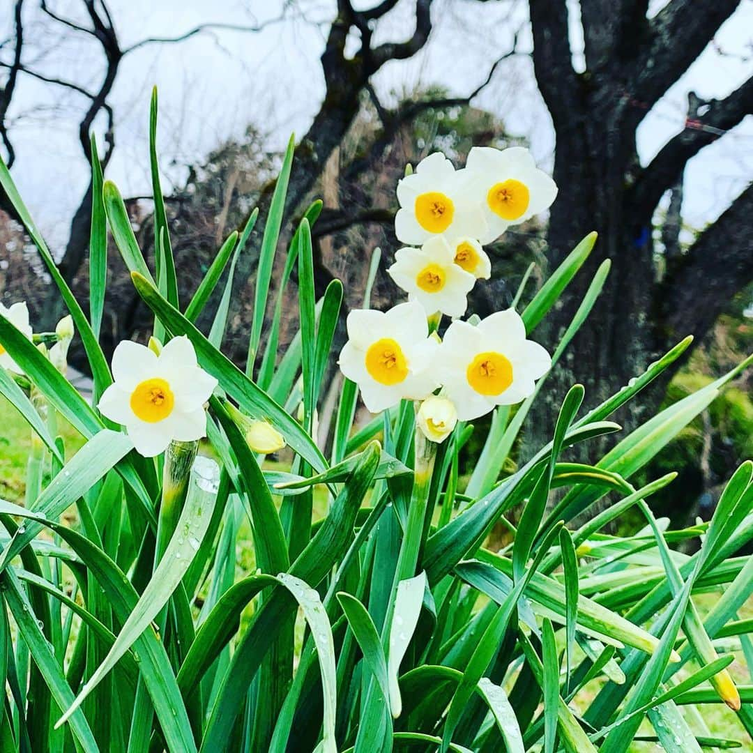 三上真史さんのインスタグラム写真 - (三上真史Instagram)「冬を乗り越え、早春に輝くように咲くので「希望の花」とも言われています  #スイセン #水仙 #花言葉 #希望 #narcissus」1月23日 21時55分 - engeiouji