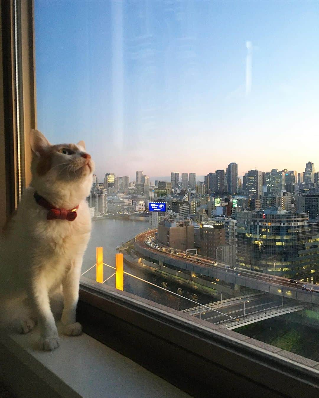 猫沢エミさんのインスタグラム写真 - (猫沢エミInstagram)「《喫茶たそがれ 誕生日秘話》  ある日のたそがれ時、私は突然、喫茶 たそがれを書き始めました。  たそがれのメインテーブルがあるベランダの一角は、イオちゃんの見送り時、何度もこぶしを握りしめて泣き、決断を迫られた #心の定点観察場 でした。  哀しい思い出が詰まったその場所を、安らかな心の喫茶店へと変えたかった。哀しみを消したり忘れるためではなく、思い出を丁寧に反芻したり、愛おしく感じるための場所へと。  彼女が亡くなって、約1年が経ちました。  安楽死という過酷な決断を選ばざるを得なかった私。この決断に迷いや後悔はありません。ただ、他者……しかも最も愛する存在の命の期限を決めるという行為で、心に大きな穴が開きました。  時間が経てば、穴は埋まり、傷は癒えるのだと思い込んでいたけれど、そうではなかった。穴は埋まらず、傷は一生残るのだと気づいた日、私は愕然としました。でもそれからまた時間が経ってわかったことは、穴は埋めなくてもいい、傷は癒さなくてもいい、ということでした。  開いた穴は、表面がとてもつるんとして滑らかで、向こう側がよく見える。もしかしたらこの穴に、いつか花が咲くかもしれない。新しい何かがやってきて、気持ちよく横たわるかもしれない……穴の今後はまだ予想もできないけれど、どう変わっていくのかちょっと楽しみですらあります。  SNSでふだんよりクローズアップされるのは、平凡で幸せな日常よりも、どちらかといえば困難や病気といった負の話題の方が多いのではないかと感じます。ことに飼われている動物を取り上げた場合。もちろん、そこにはフォロワーさんの「頑張って！」の応援がある。イオのように保護されてから亡くなるまで、ずっと闘い続きだった子はなおさら。  ふと、ある日のたそがれ時、足元で戯れるピガとユピを眺めて「あゝ　今この瞬間だ。本当にクローズアップされるべきなのは」そう感じました。イオがもしも生きていたら、きっと彼女もたそがれの看板娘として、たくさんの物語を生んだだろう……だからこそ、心優しい黒猫店長と、サボり魔だけど懐の深いバイトのゆぴ吉くんの輝く今を切り取らねば、と。  彼らの生き生きとした生の息吹、たぶんこんなことを考えているんじゃないかという優しいファンタジーが、書き手の私、読み手のみなさんに大きな安らぎをもたらしてくれると信じて。  イオちゃんは、多くの素晴らしい哲学を私とピガ、ユピに遺していってくれました。死を乗り越えた先にある、光眩い優しい世界。  そんな喫茶 たそがれは、私にとってとても大切な場所なのです。  #喫茶たそがれスピンアウトストーリー  #猫沢イオ　#イオちゃんフォーエバー」1月24日 18時13分 - necozawaemi