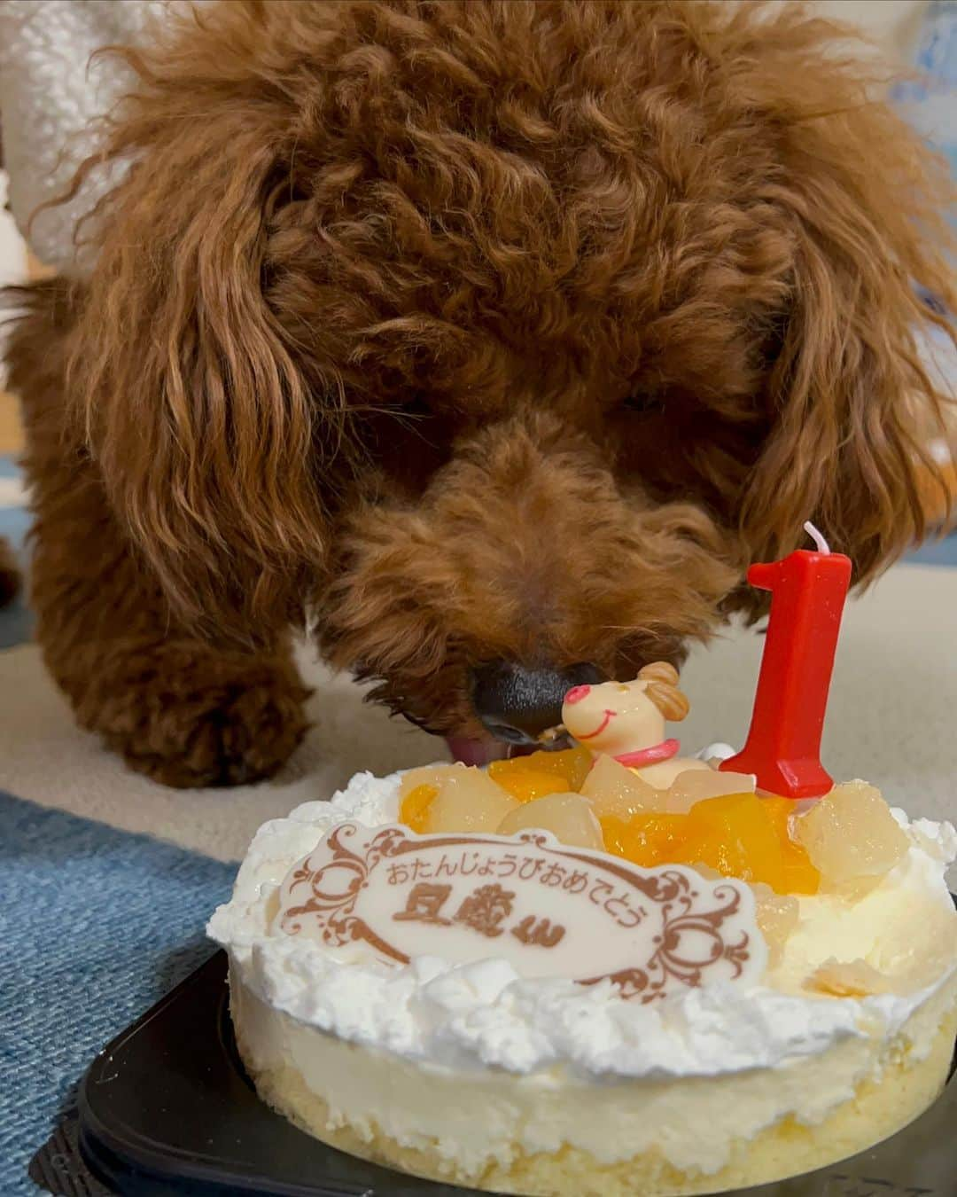 近藤みやびさんのインスタグラム写真 - (近藤みやびInstagram)「豆蔵くん１歳のお誕生日🎂💓  ハッピーバースデイ🎁🎈  #犬のいる暮らし #トイプードル #オス #一歳 #誕生日 #でかぷー」1月24日 18時33分 - miyabiiiii_kondooooo