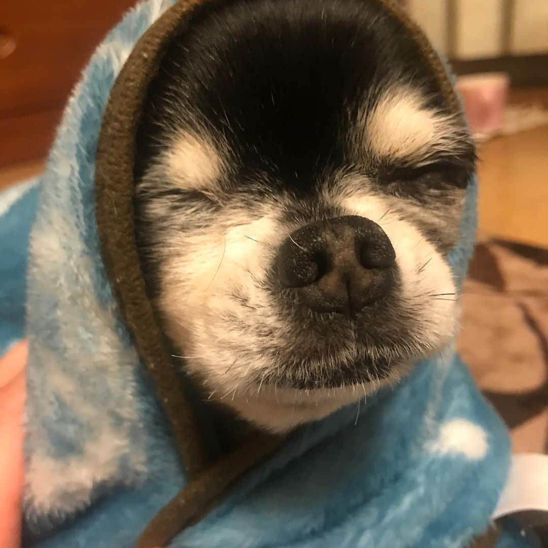 児玉菜々子さんのインスタグラム写真 - (児玉菜々子Instagram)「我が家のたけし  哀愁編🐕笑  何か常に哀愁漂わせてます😂  #たけし #たけしのいる生活  #チワワ #chihuahua  #ちわわ #dog #犬 #哀愁 #保護犬 #保護猫 #保護犬を家族に  #dogstagram  #doglover  #instagood  #instapic  #followme」1月24日 19時00分 - nanaco.conana