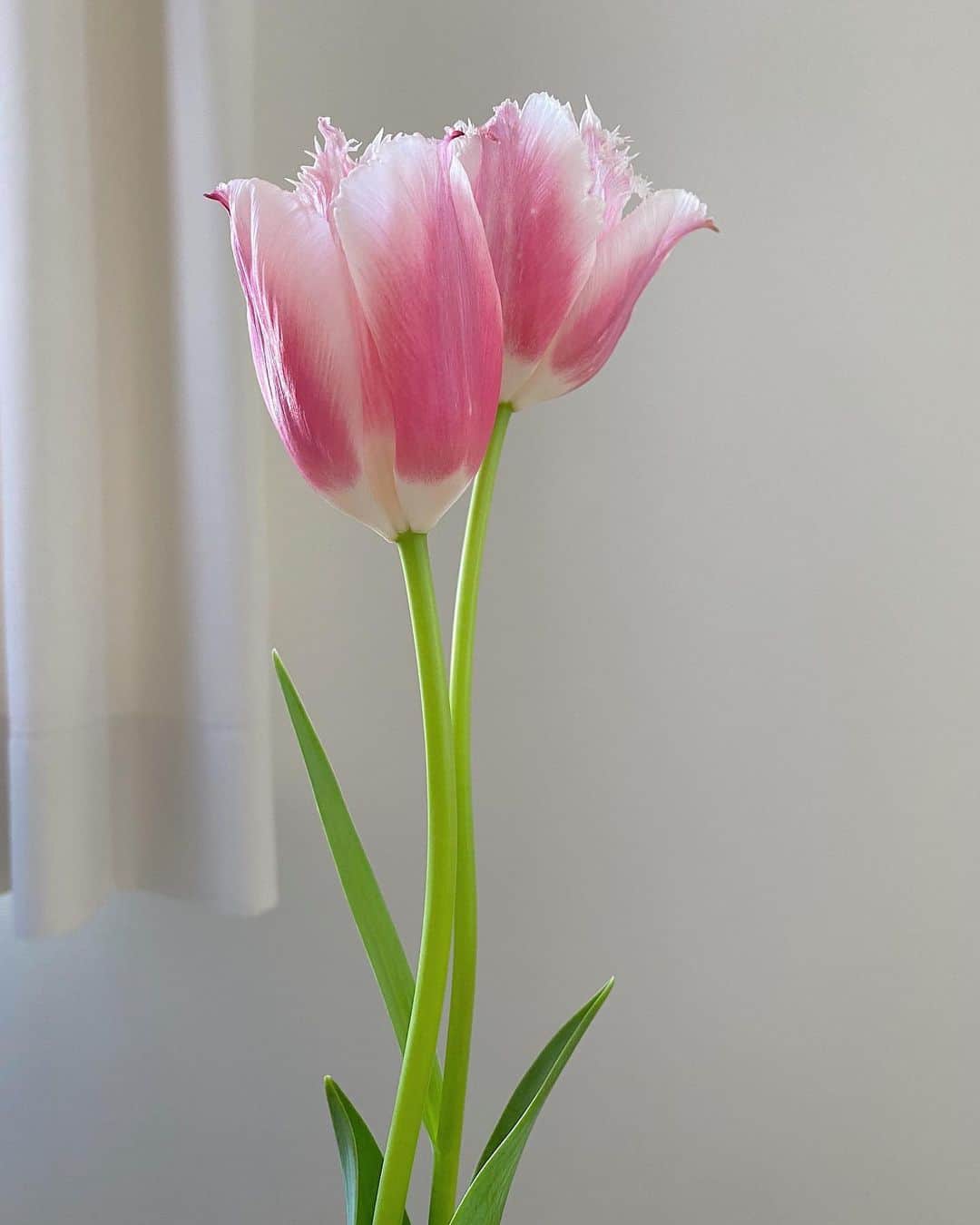 桃瀬りんかさんのインスタグラム写真 - (桃瀬りんかInstagram)「🌷🌷︎🌷︎ 部屋に置いた瞬間暖かくてなのか 花びらがすぐ開いてびっくり。笑 ・ ピンクなのも可愛いっ☺️💓 ・ ・ ・」1月24日 14時24分 - momose_rinka