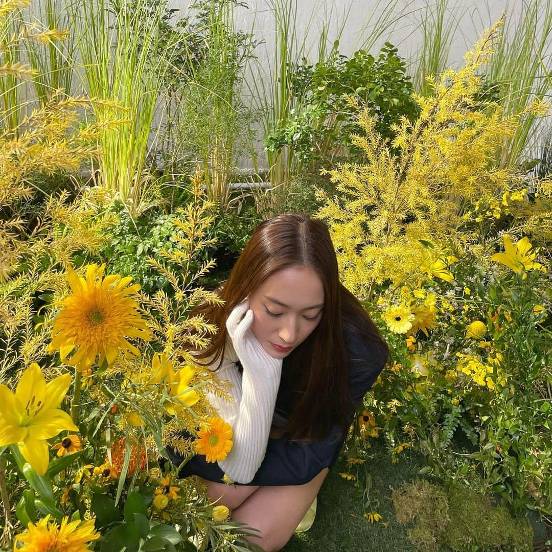 クリスタルさんのインスタグラム写真 - (クリスタルInstagram)「🌼🌼🌼」1月24日 19時28分 - vousmevoyez