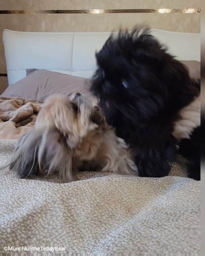 Original Teddy Bear Dogのインスタグラム：「🤗🤼🐶🤗🤼🐶」