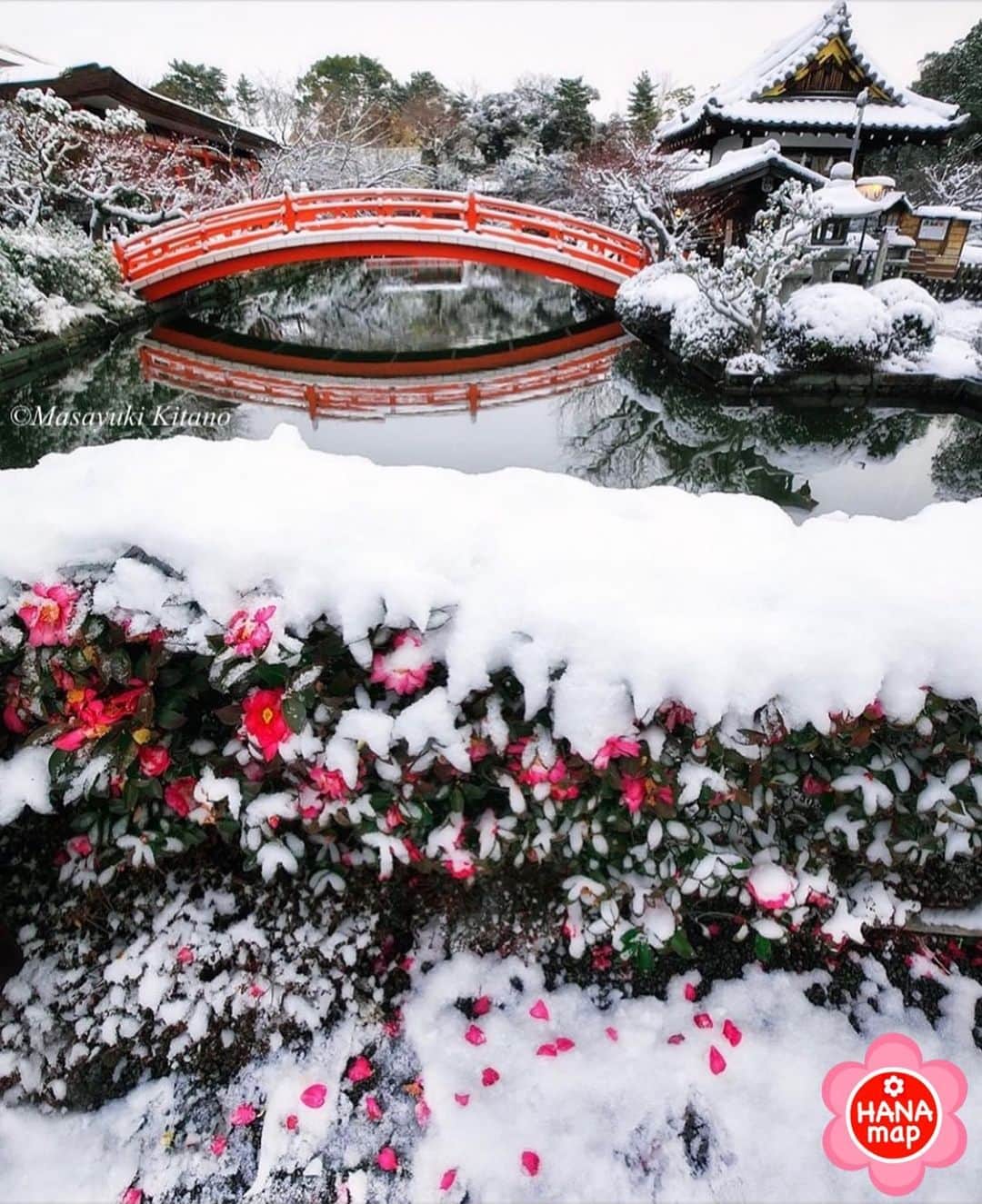 はなまっぷ❁日本の花風景さんのインスタグラム写真 - (はなまっぷ❁日本の花風景Instagram)「🌸はなまっぷ🌸 * @masayuki.kitano さんの 花のある風景に花まるを💮 * 真っ白な雪景色に一段と映える山茶花の彩りをありがとうございます😊🌸 * 京都　#神泉苑 Shinsen-en,  Kyoto. * 🌼サザンカの花言葉📝🌼 困難に打ち勝つ、ひたむきさ * ※見頃が過ぎている花、終わっている花もご紹介させていただいています。 * 🌸•••🌸•••🌸•••🌸•••🌸•••🌸 * いつも素敵なお花をありがとうございます😊 #はなまっぷ #日本の美しい花風景#花のある風景#花#花言葉#花#京都#サザンカ#山茶花#雪#雪景色 * 🌸••••••お知らせ••••••🌸 * 花風景検索サイト　はなまっぷ https://hanamap.com 🔍「はなまっぷ」または @hanamap プロフィール欄から ぜひご覧ください」1月25日 8時30分 - hanamap