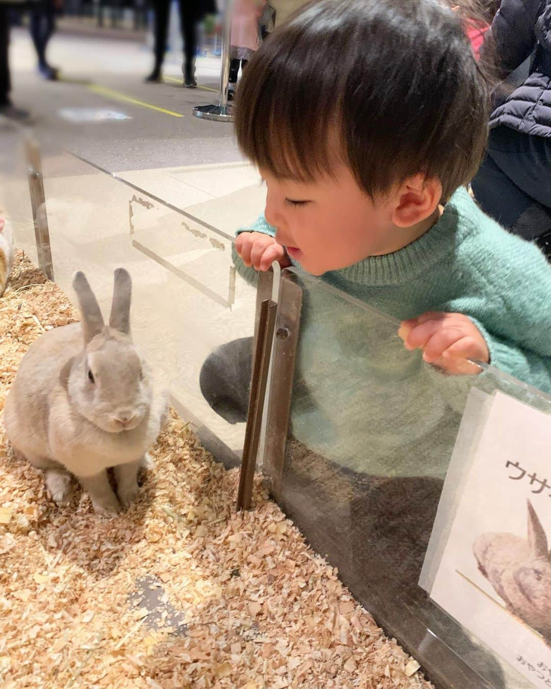 阪本智子さんのインスタグラム写真 - (阪本智子Instagram)「🦜♡  2回目の屋内ふれあい動物園#moffanimalworld ✨✨  今回はお友達とリンクコーデで行きました👩‍👦👩‍👦💚  前回会えなかったベビとの触れ合い🐍 マスクが邪魔でどこに顔があるのか分からなかったよ😂笑 もう少しゆっくり触れ合いたかったな😂👋  碧羽は今回も沢山の動物とモフモフタイムを楽しんでいました💗 息子が生き物大好きでママは嬉しいです😍  いつか一緒に爬虫類カフェ行こうね🐸💗  #animals #animalwatch #minatomirai #動物園 #動物園デート #ふれあい動物園 #みなとみらい #マークイズみなとみらい #モフアニマルワールド #ヘビ #1歳男の子 #男の子ママ #リンクコーデ #親子リンクコーデ #阪本智子」1月25日 8時38分 - tomoko_sakamoto423