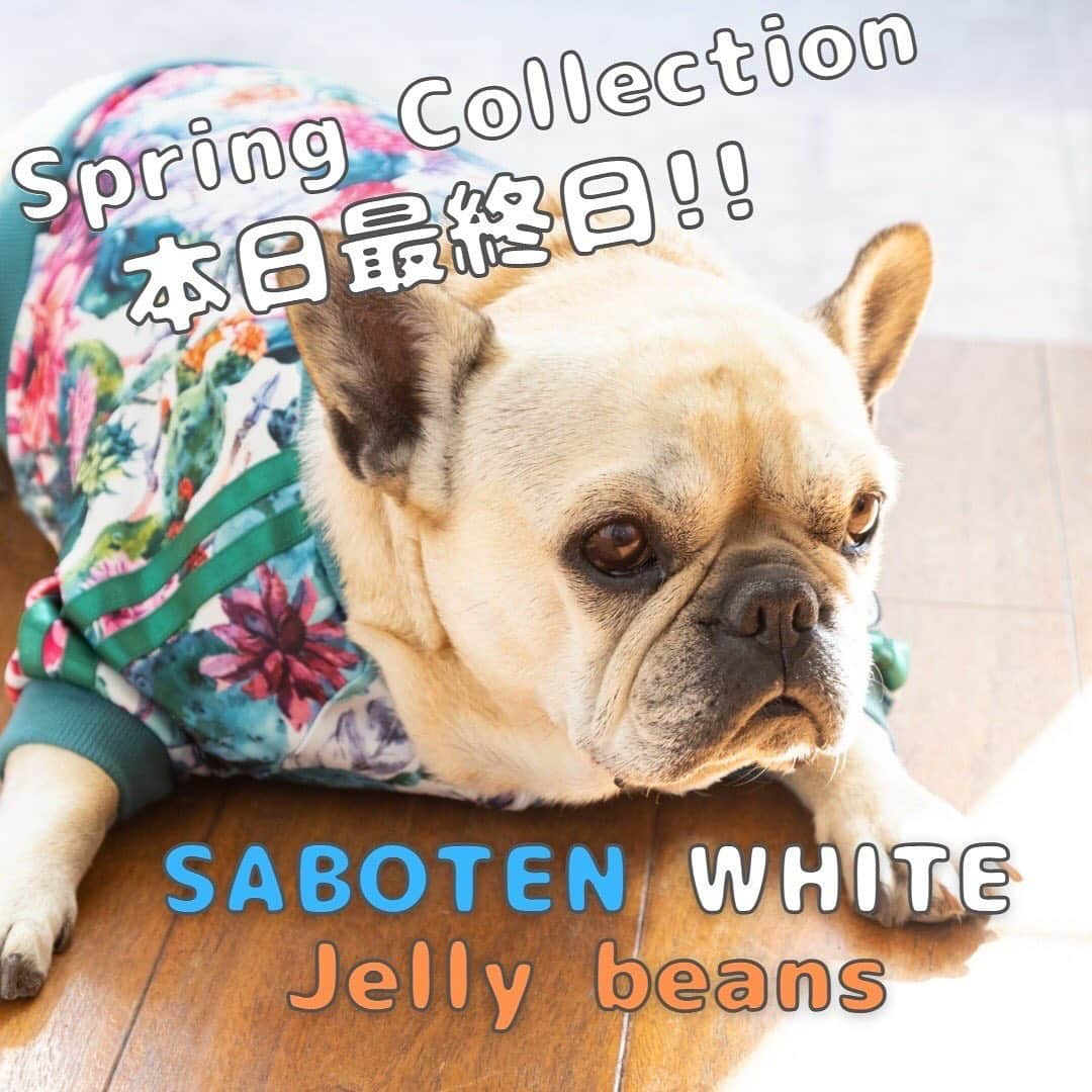 北斗晶さんのインスタグラム写真 - (北斗晶Instagram)「・ Spring Collection 本日最終日🌸🐶  大好評『corazón 2022 Spring Collection』の販売が本日23:59に終了いたします！  この機会に、是非ご覧ください🌟  滑らかな生地を使用し、さらりとした手触りで毛が付きにくい今季のトラックスーツは、程よいストレッチ性に優れており、身体にフィットしやすく、虫が気になる春先に向けて防虫加工まで採用しております。 着脱しやすいようにフロントチャックを採用し、汚れも落ちやすい素材を使用しております。これを着たら目立つこと間違いなし！  corazónは、51種類のサイズを展開。 小型犬から大型犬まで幅広くお作りいたします🐶 詳しくはホームページのサイズ表をご確認ください。  ぜひ気になったら【保存】お願いします❣️  ▼価格（税込） 体操着: ¥5,478〜 トラックスーツ: ¥7,678〜 ※サイズによって異なります  ▼ECサイトはプロフィールからアクセス🐶 @corazon_hokuto  ▼サイズ 小型犬〜大型まで国内最大級51サイズをご用意しています。  【2着以上をご購入の方は送料無料です】  #corazon #ドギーズアイランド #ペット服 #ペット #北斗晶 #corazonファミリー #フレンチブルドッグ #ブルドッグ #ダックスフンド #ポメラニアン #チワワ #犬 #犬のいる暮らし #わんちゃん #わんちゃん大好き #わんちゃんのいる生活 #ワンちゃん #ワンちゃん大好き #ワンちゃんと一緒」1月25日 11時26分 - hokutoakira_official