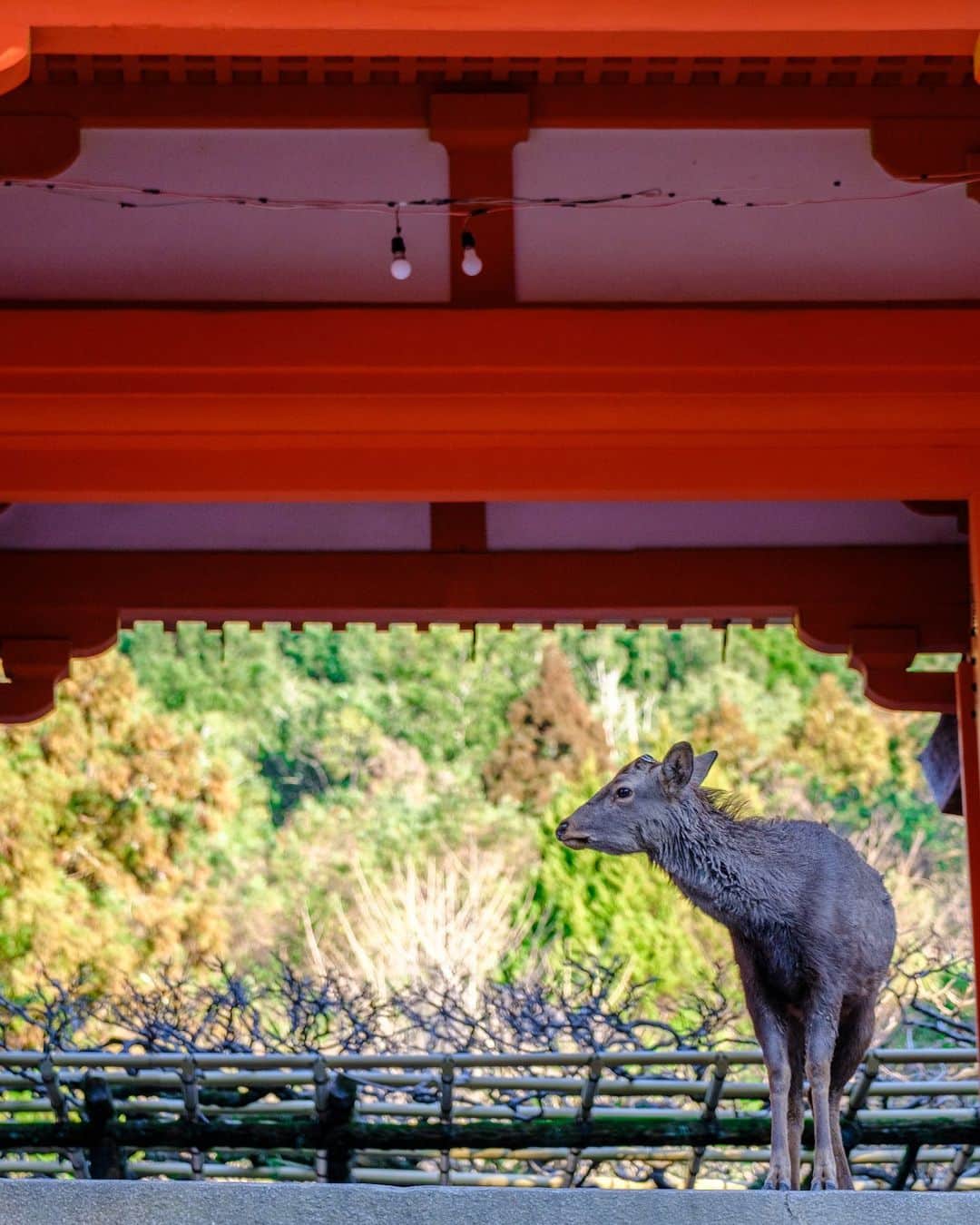 SHOCK EYEさんのインスタグラム写真 - (SHOCK EYEInstagram)「奈良、春日大社でのエピソード。  人一人いない境内で、僕らを待っていたかのような凛々しい神鹿が、ゆっくり階段を降りてきて、お出迎えしてくれたんだよね＾＾  あの子元気にしてるかな？  #春日大社 #神鹿 #奈良 #世界遺産 #kasugashrine #worldheritage #naraprefecture」1月25日 14時56分 - shockeye_official