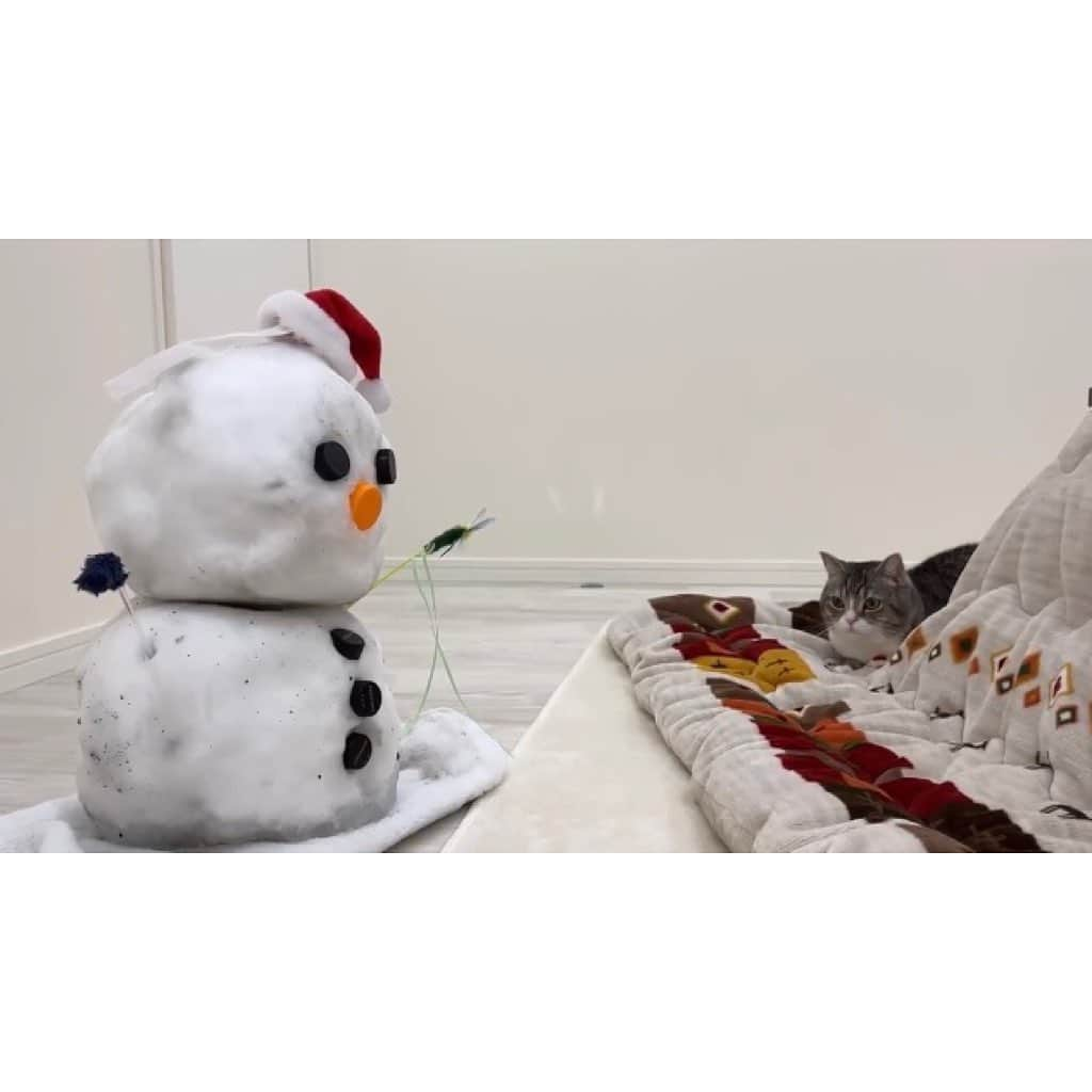 もちまるさんのインスタグラム写真 - (もちまるInstagram)「部屋に突然雪だるまがいて驚く猫」1月25日 18時01分 - catmotimaru