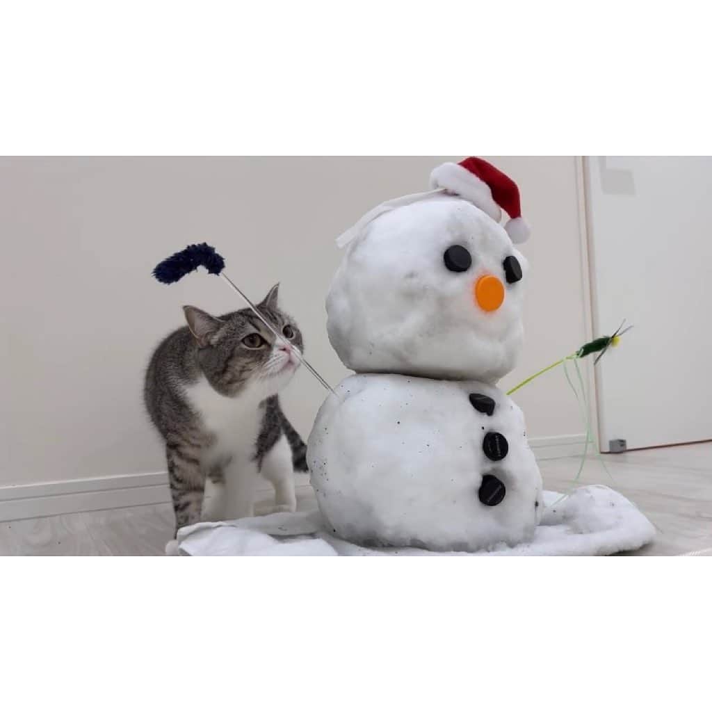 もちまるさんのインスタグラム写真 - (もちまるInstagram)「部屋に突然雪だるまがいて驚く猫」1月25日 18時01分 - catmotimaru