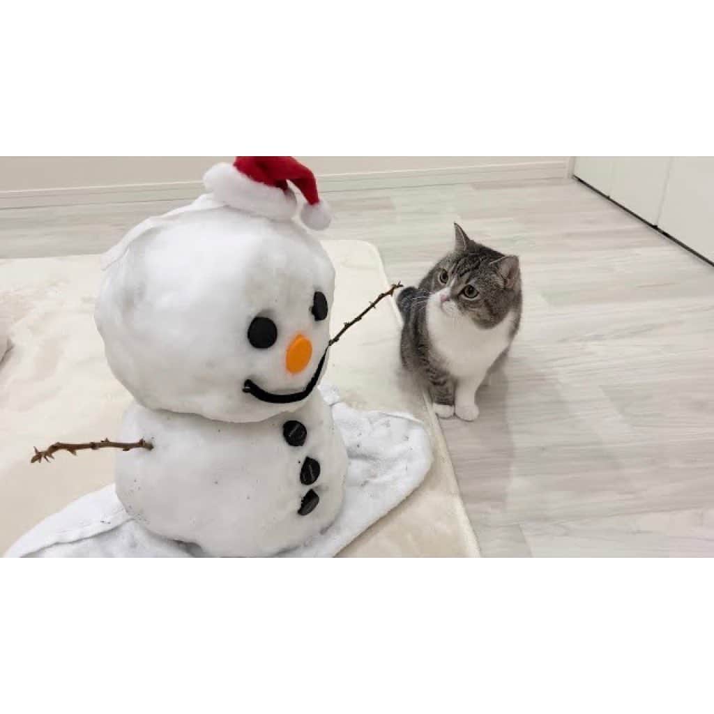 もちまるさんのインスタグラム写真 - (もちまるInstagram)「部屋に突然雪だるまがいて驚く猫」1月25日 18時01分 - catmotimaru