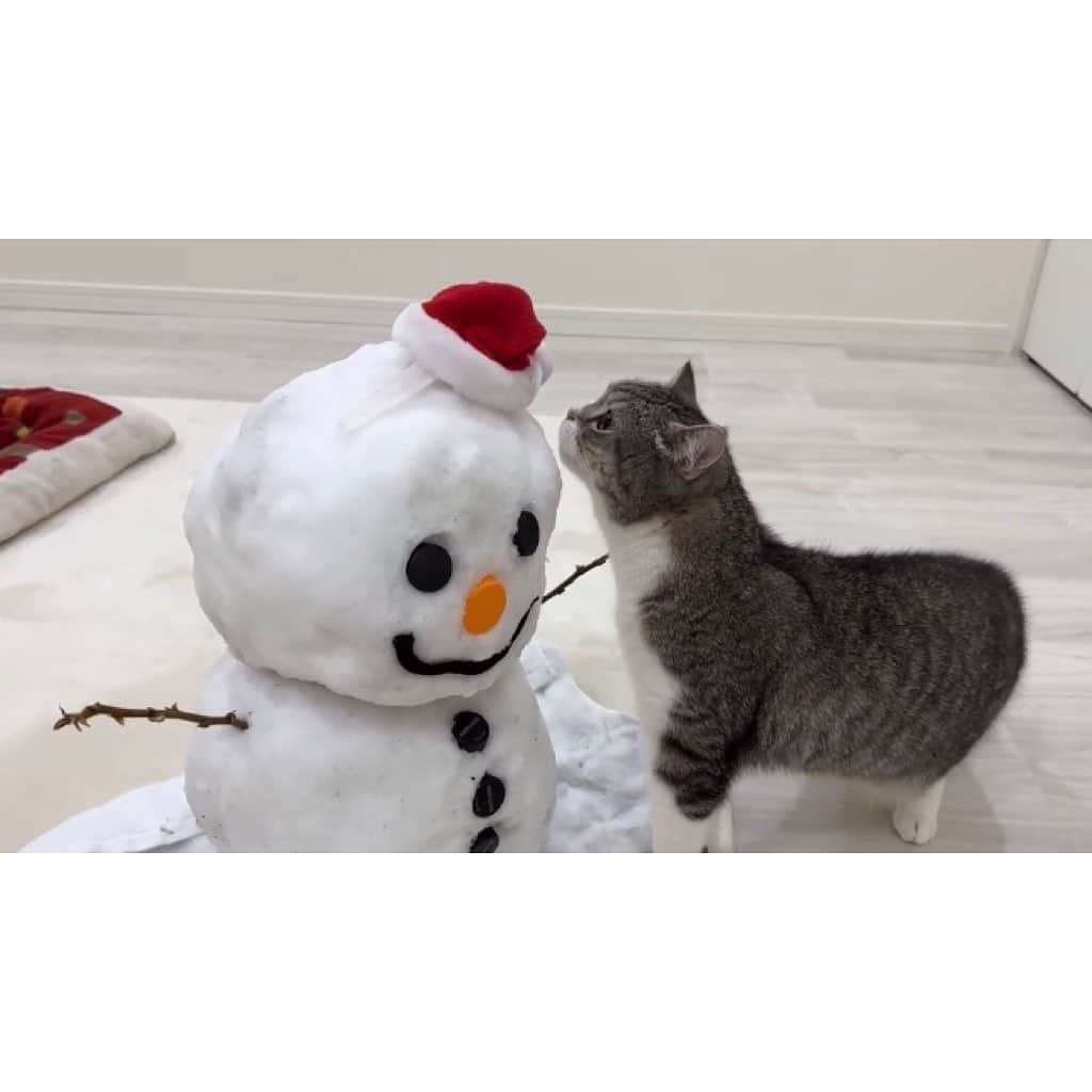 もちまるさんのインスタグラム写真 - (もちまるInstagram)「部屋に突然雪だるまがいて驚く猫」1月25日 18時01分 - catmotimaru