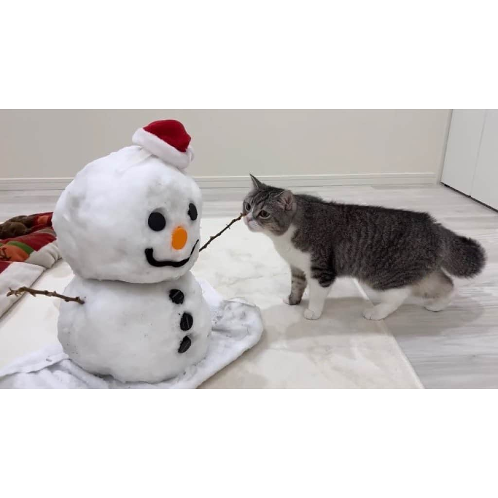 もちまるさんのインスタグラム写真 - (もちまるInstagram)「部屋に突然雪だるまがいて驚く猫」1月25日 18時01分 - catmotimaru