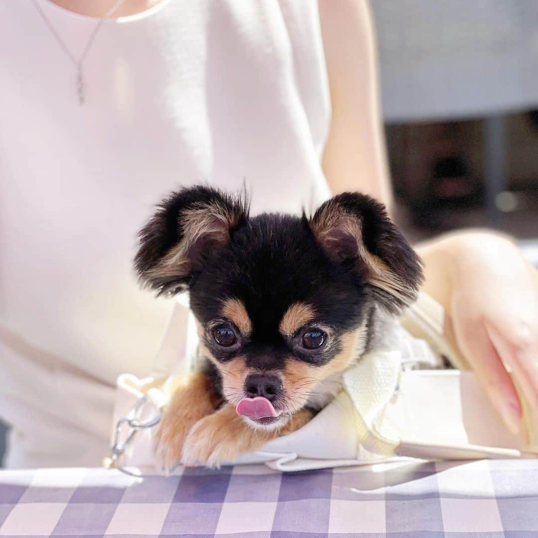 梅村遥奈さんのインスタグラム写真 - (梅村遥奈Instagram)「. . . またティアさんとお出かけしたいな🐶 . . . . #チワワ #チワワのいる暮らし」1月25日 20時21分 - u.haruna_